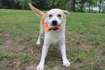 Wheatley, a Adoptable mixed breed in Kansas City, MO image 2/3