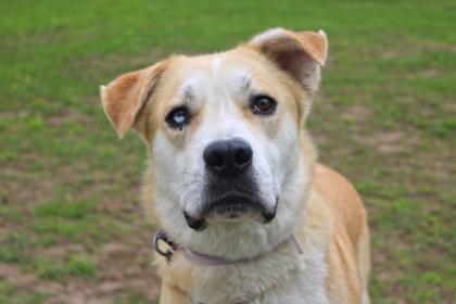 Wheatley, a Adoptable mixed breed in Kansas City, MO image 3/3