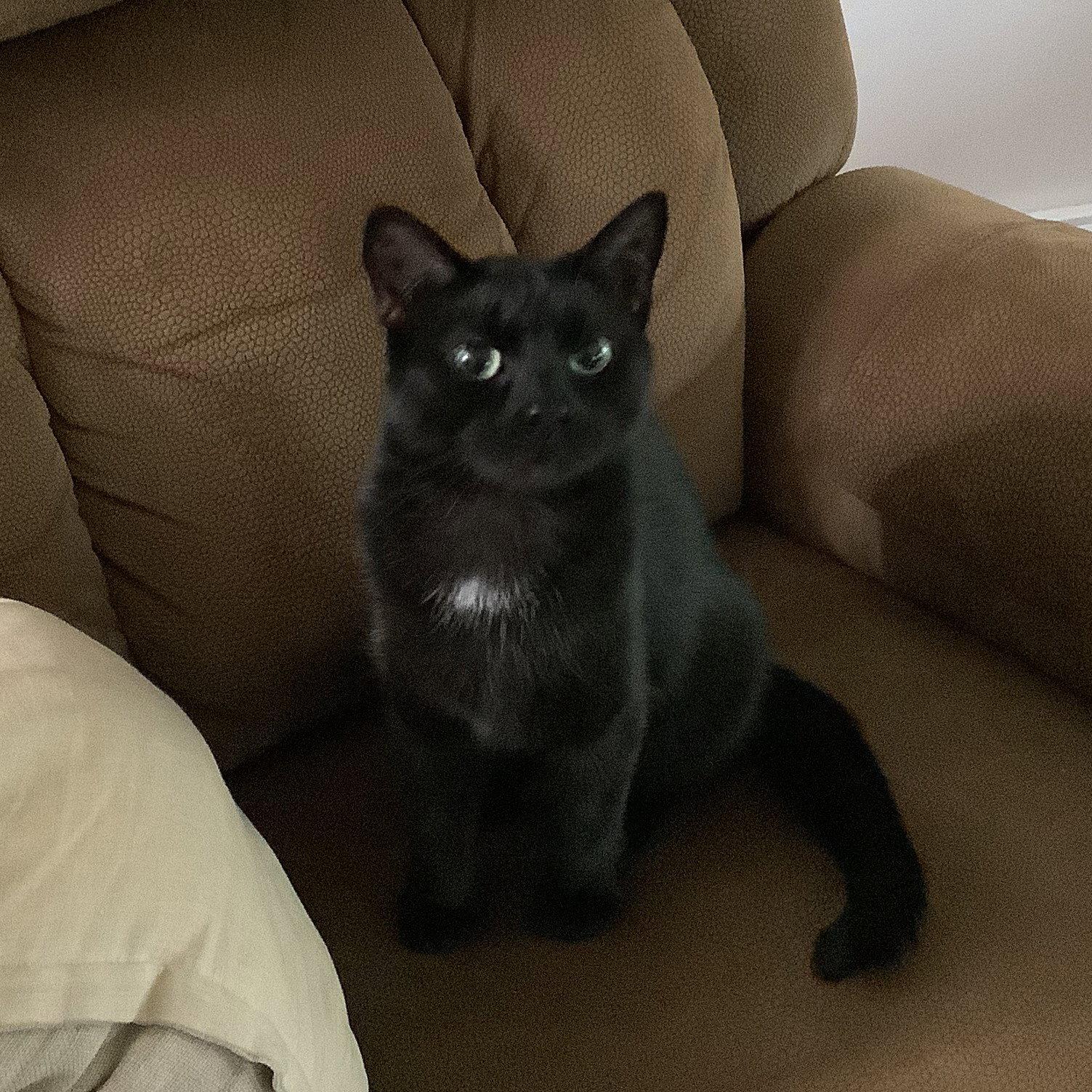 MAMA, Adopted, Young Female Domestic Medium Hair.