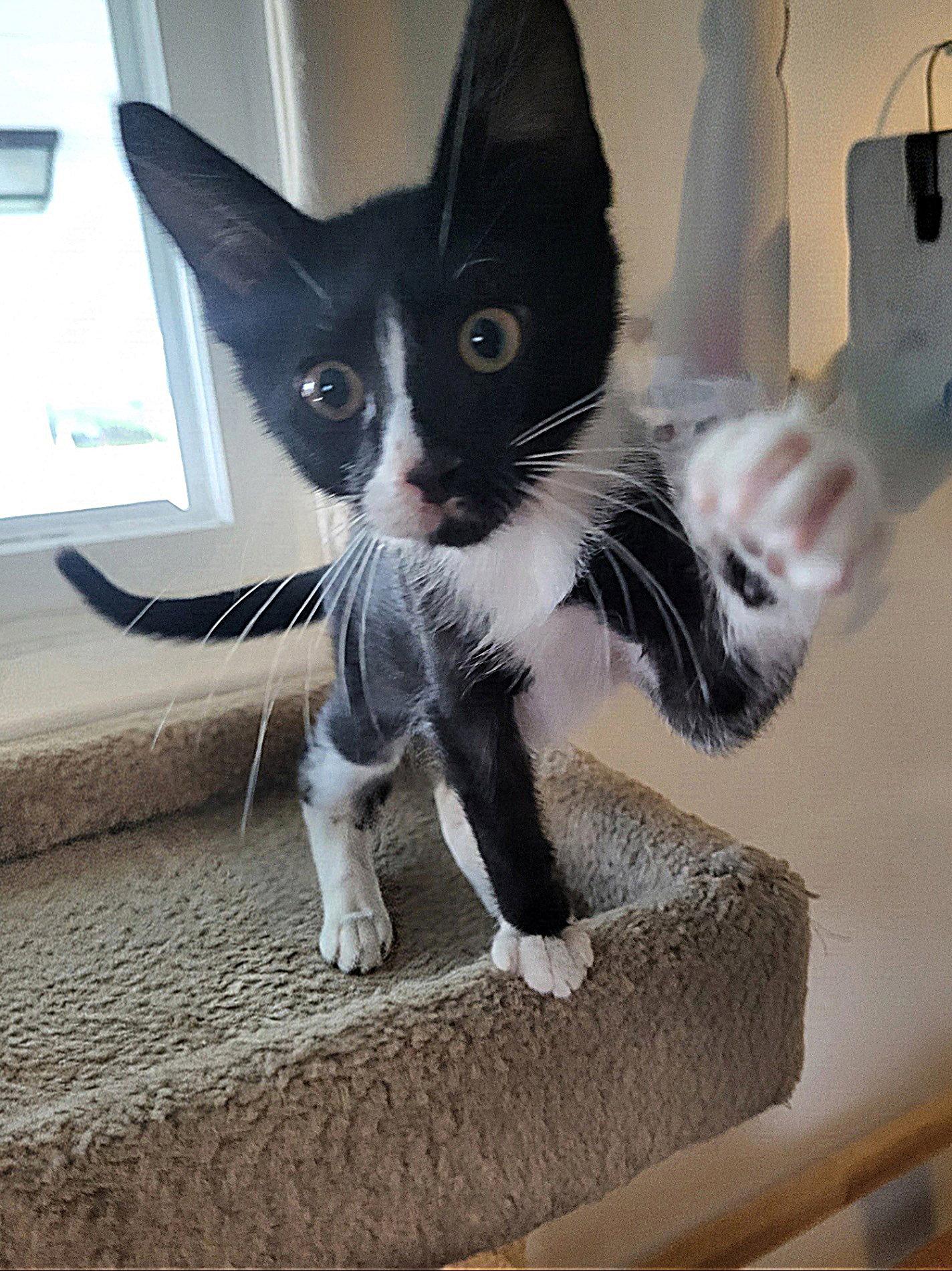 Enlarge Scotty, a Adopted Domestic Short Hair in Whitehall, PA image 2/3