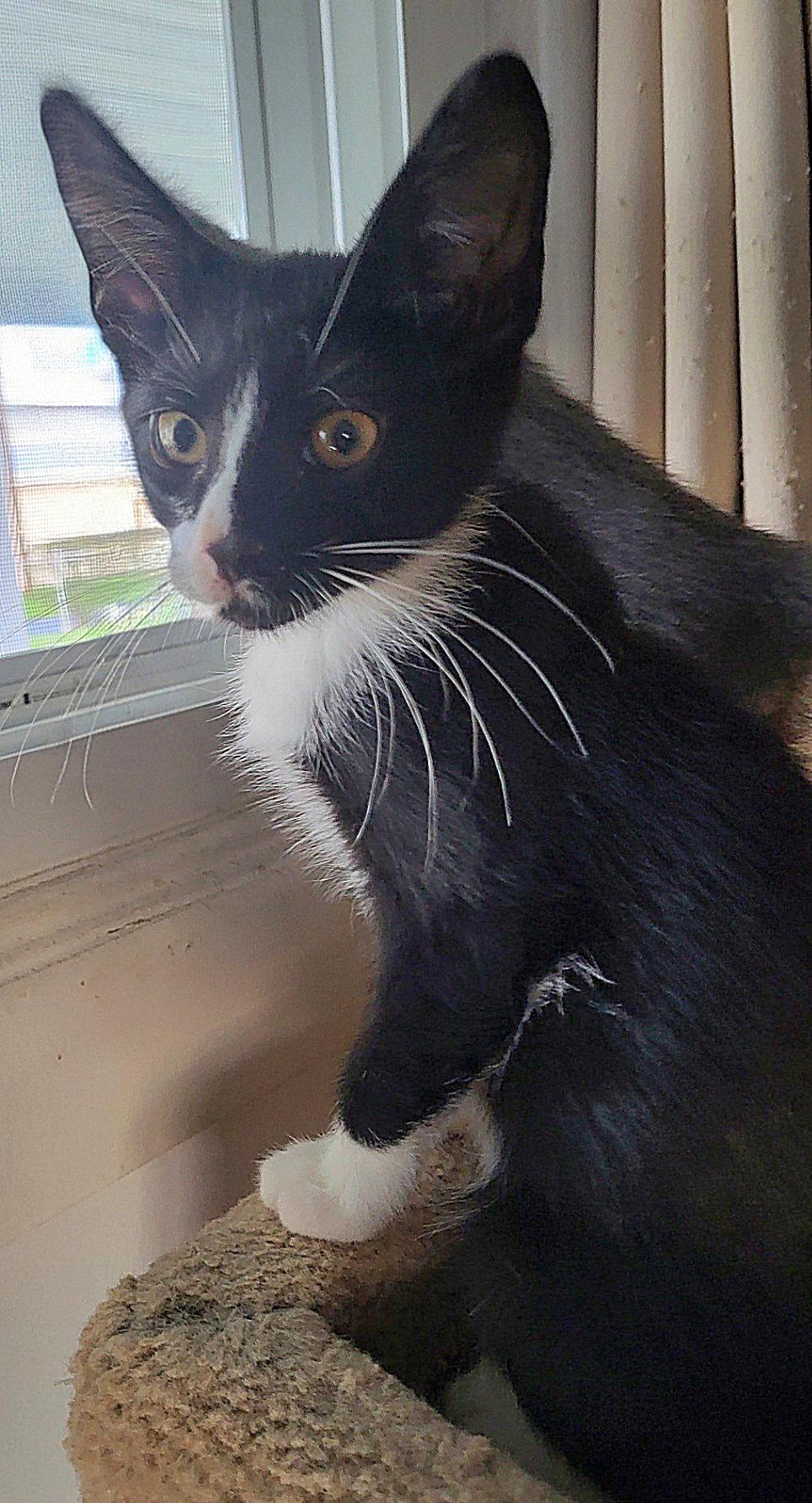 Scotty, Adopted, Kitten Male Domestic Short Hair.
