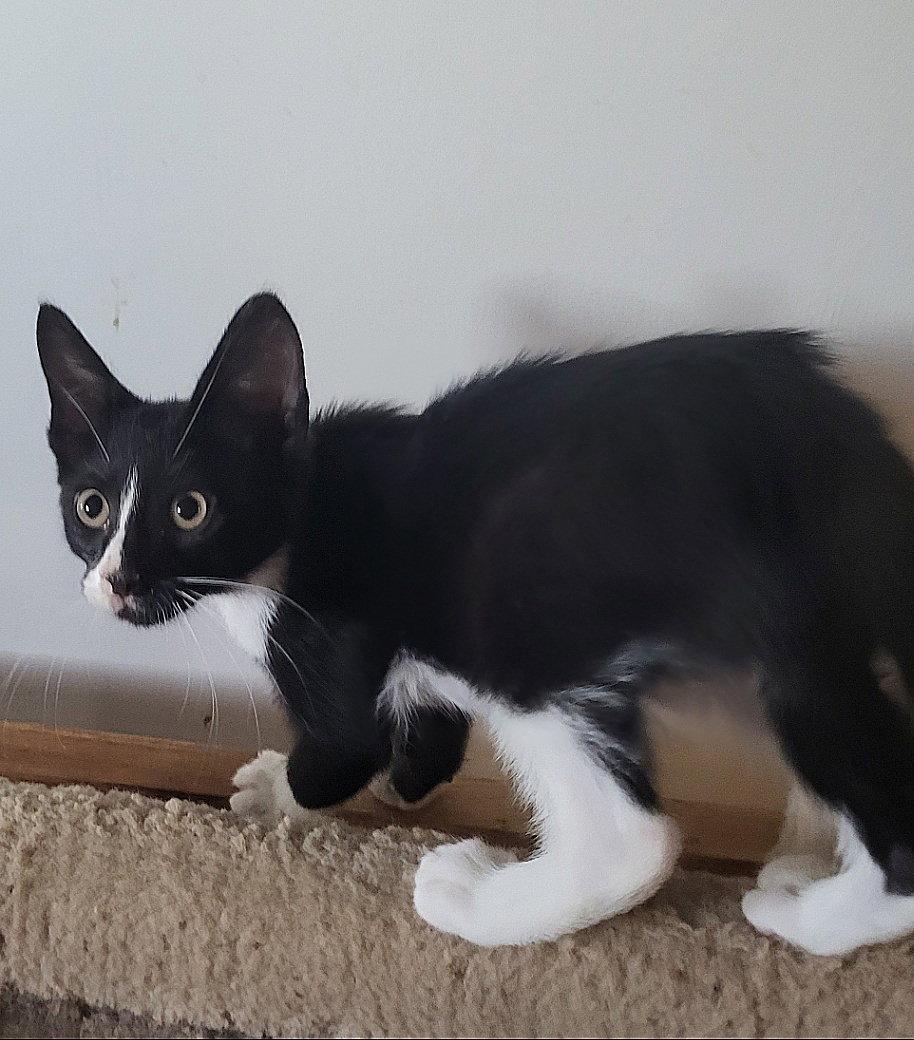 Enlarge Scotty, a Adopted Domestic Short Hair in Whitehall, PA image 3/3