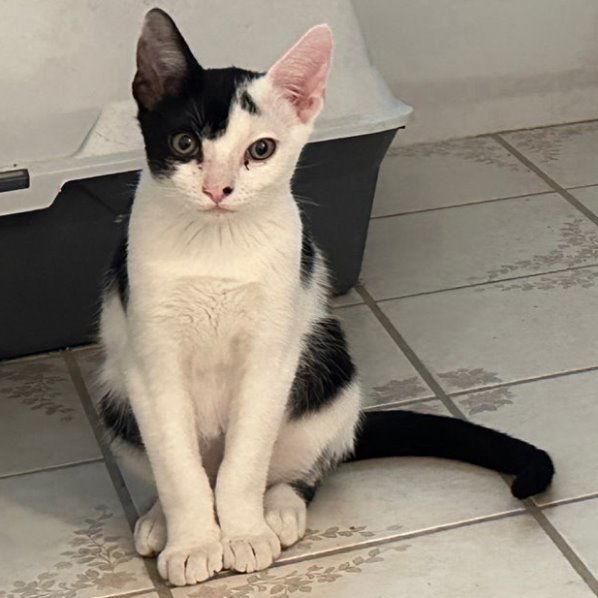 Enlarge Comet, a Adopted Domestic Short Hair in San Jose, CA image 1/1