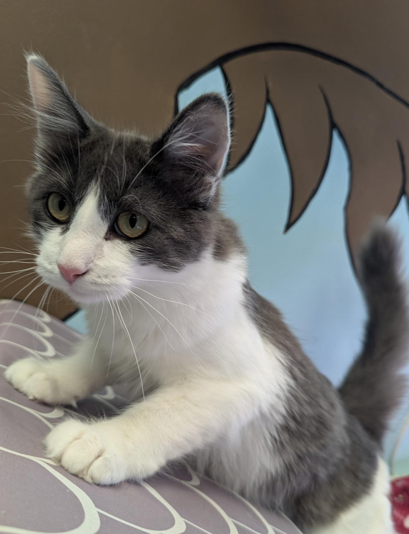 Luna, Adoptable, Young Female Domestic Long Hair.