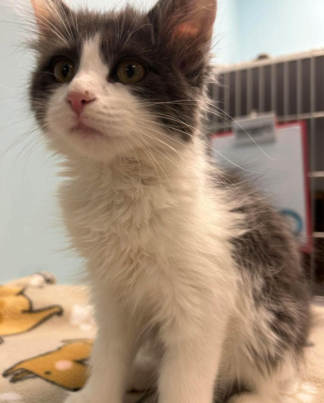 Luna, Adoptable, Young Female Domestic Long Hair.