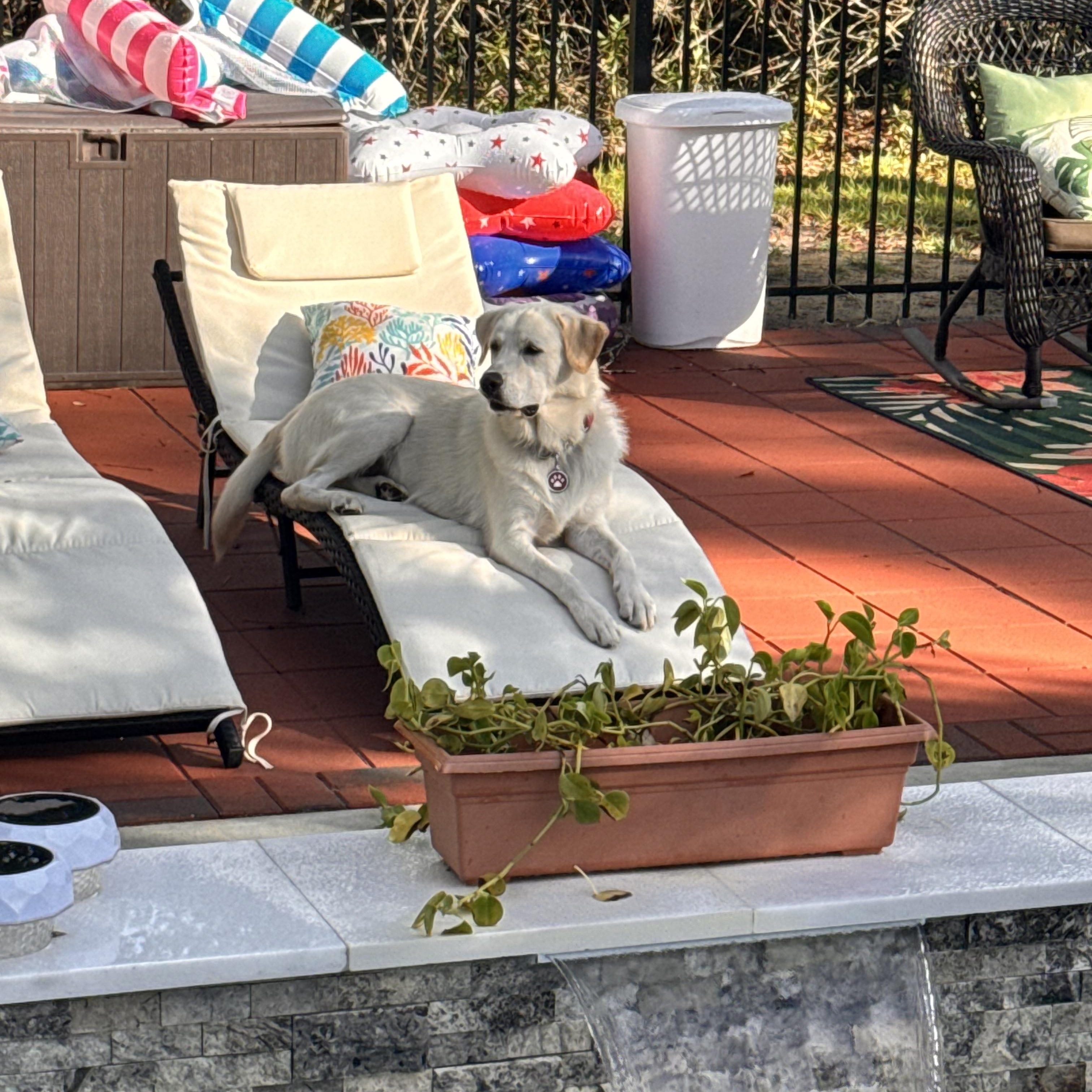 Waffles, a Adoptable Labrador Retriever image 2/4