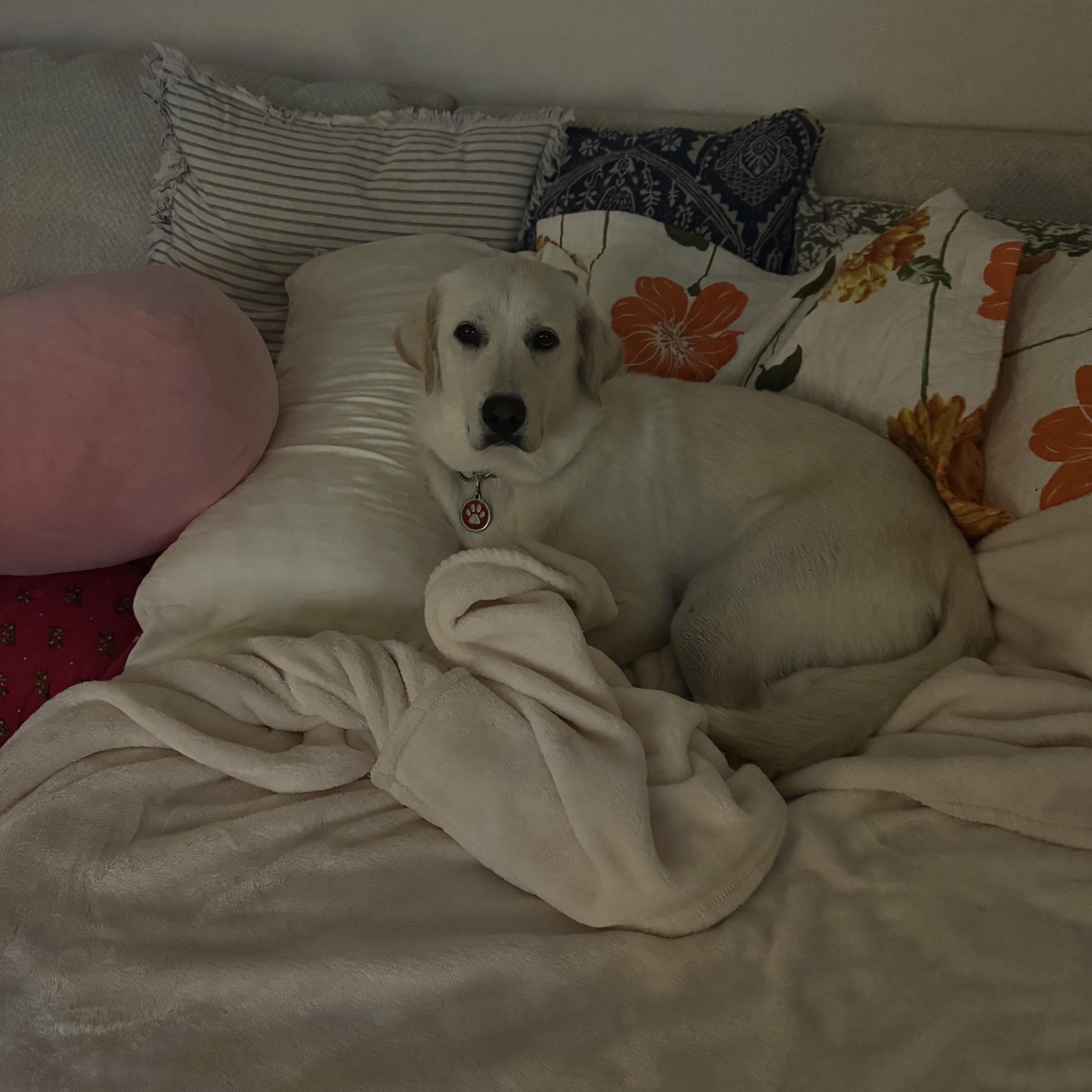 Waffles, a Adoptable Labrador Retriever image 4/4