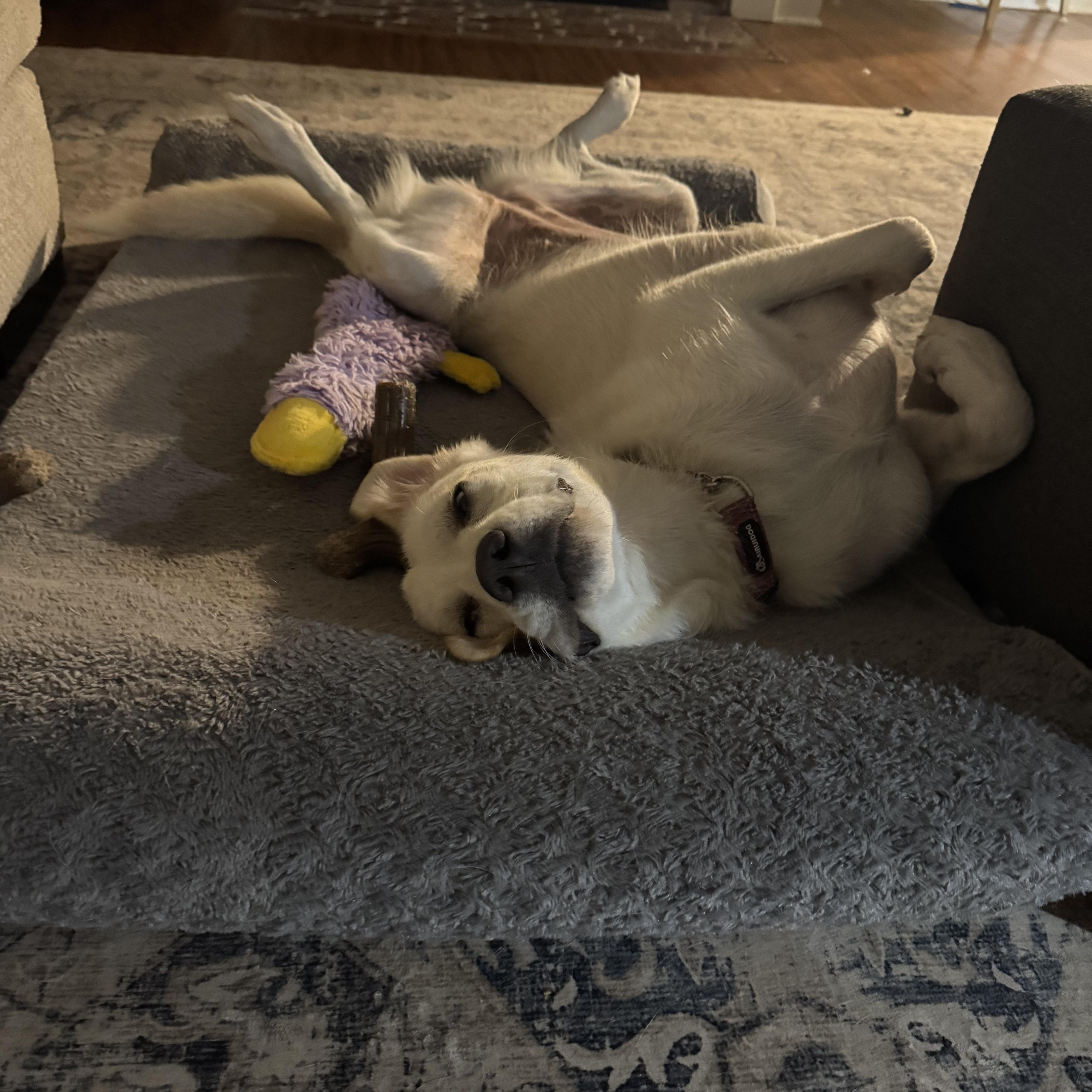 Waffles, a Adoptable Labrador Retriever image 1/4