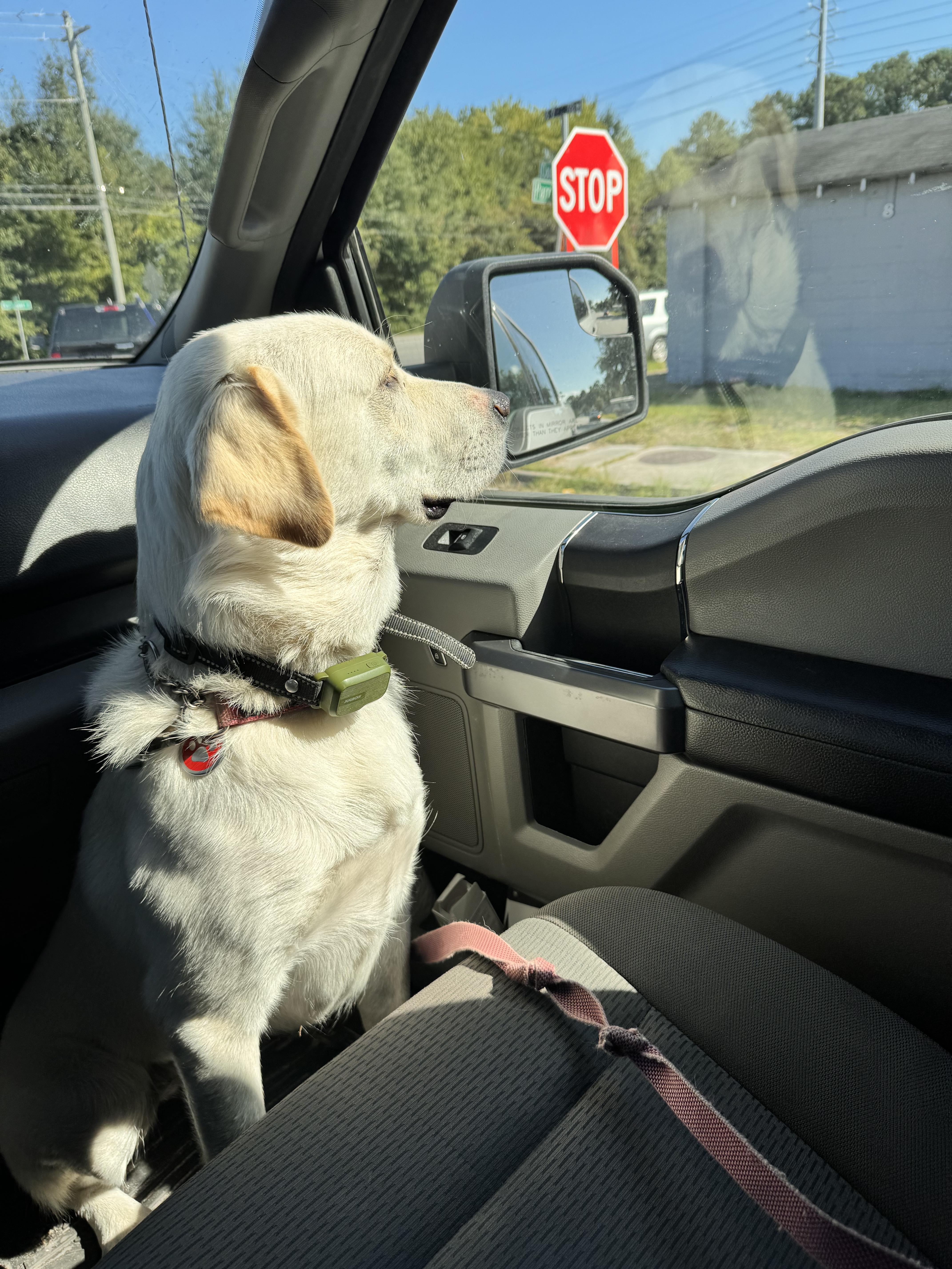 Waffles, a Adoptable Labrador Retriever image 3/4