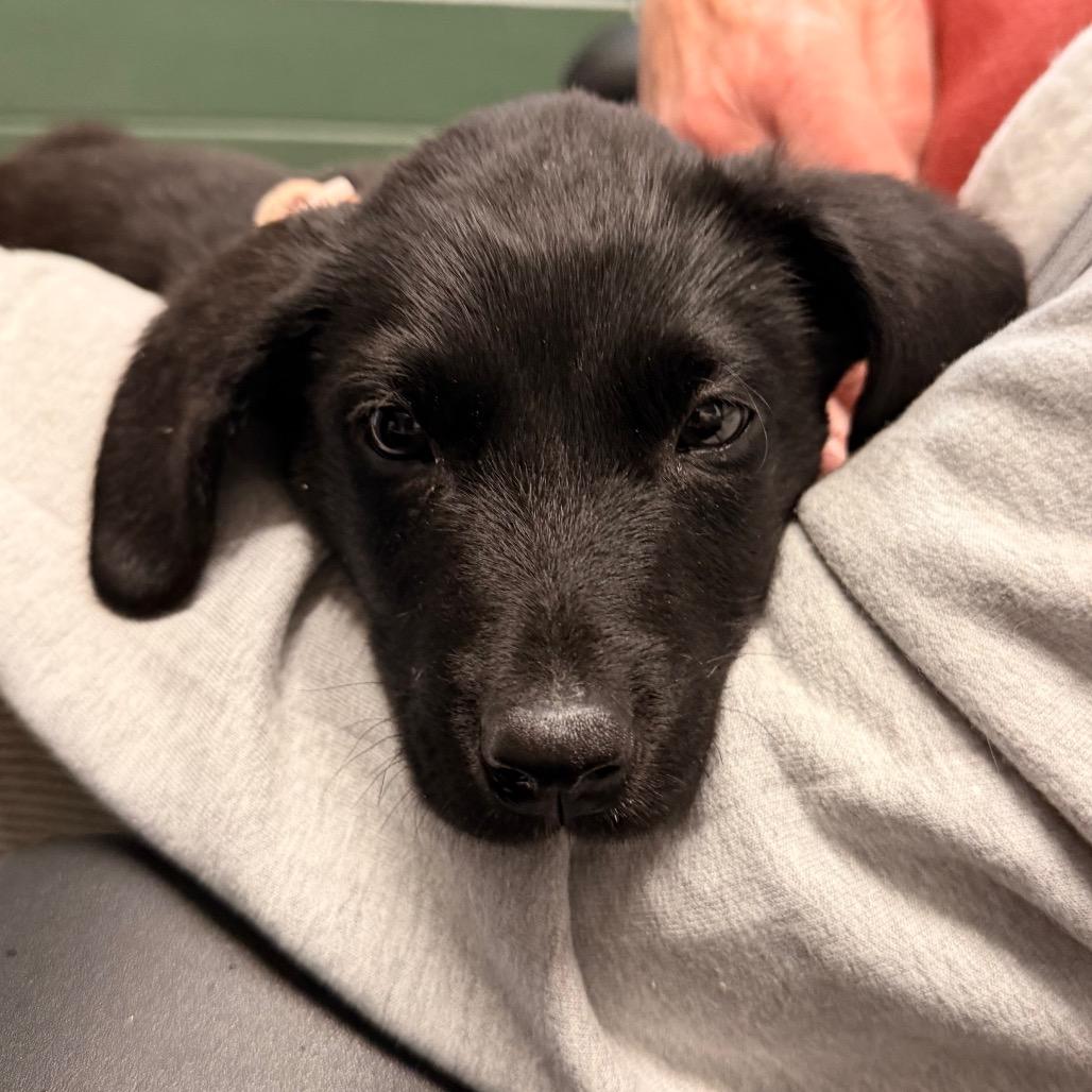 Chuck, Adoptable, Puppy Male Labrador Retriever & Mixed Breed.