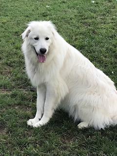 Bailee, Adopted, Adult Female Great Pyrenees.