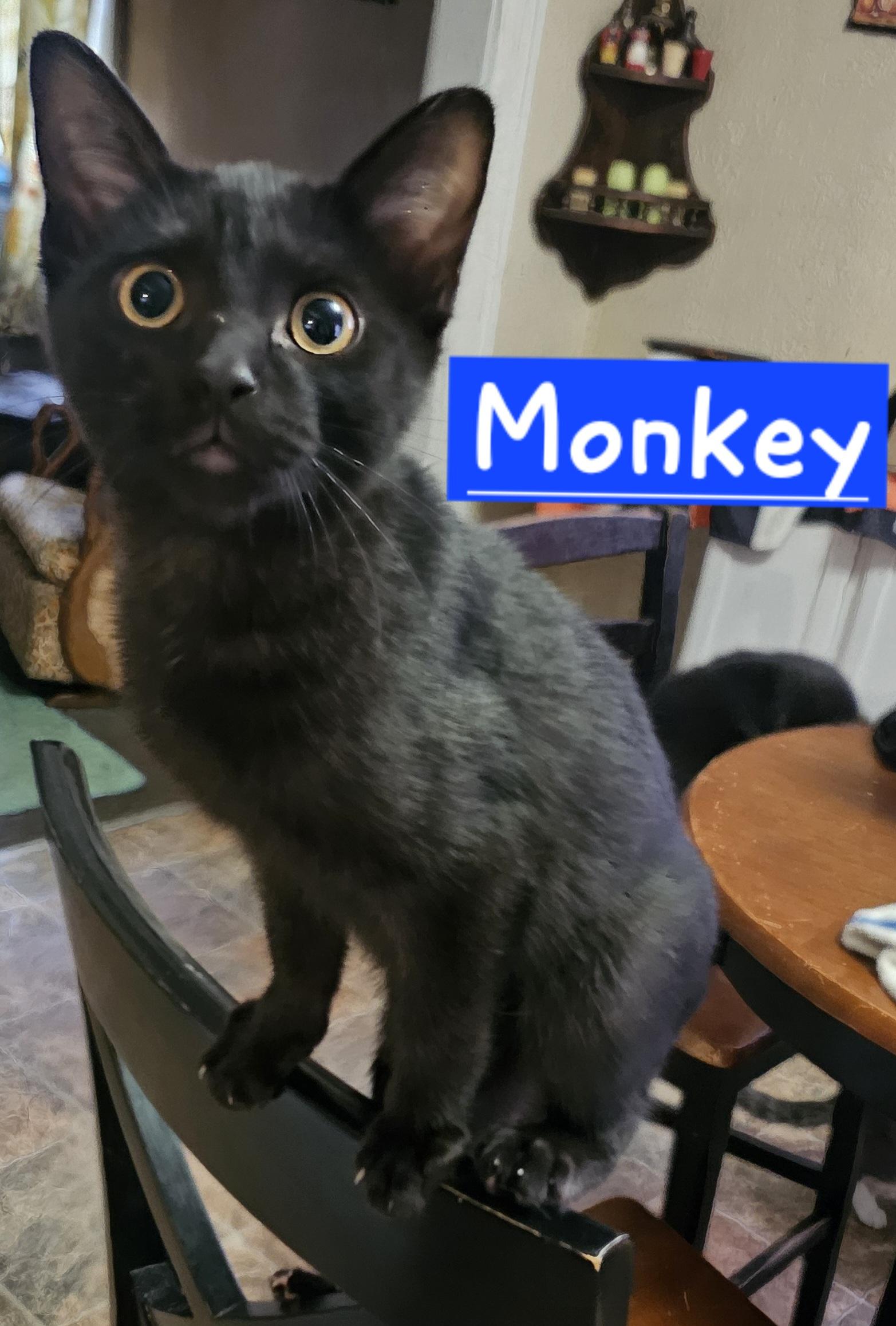Monkey, Adoptable, Kitten Male American Shorthair.