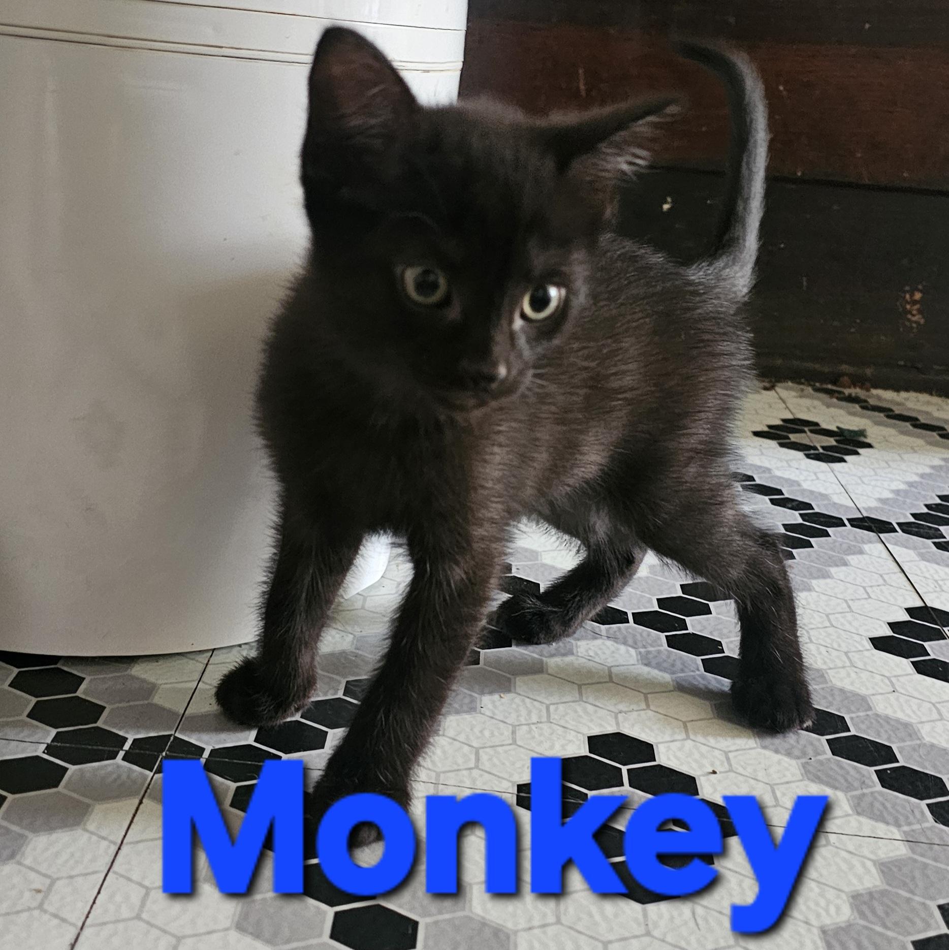 Monkey, a Adoptable American Shorthair in Massillon, OH image 2/2