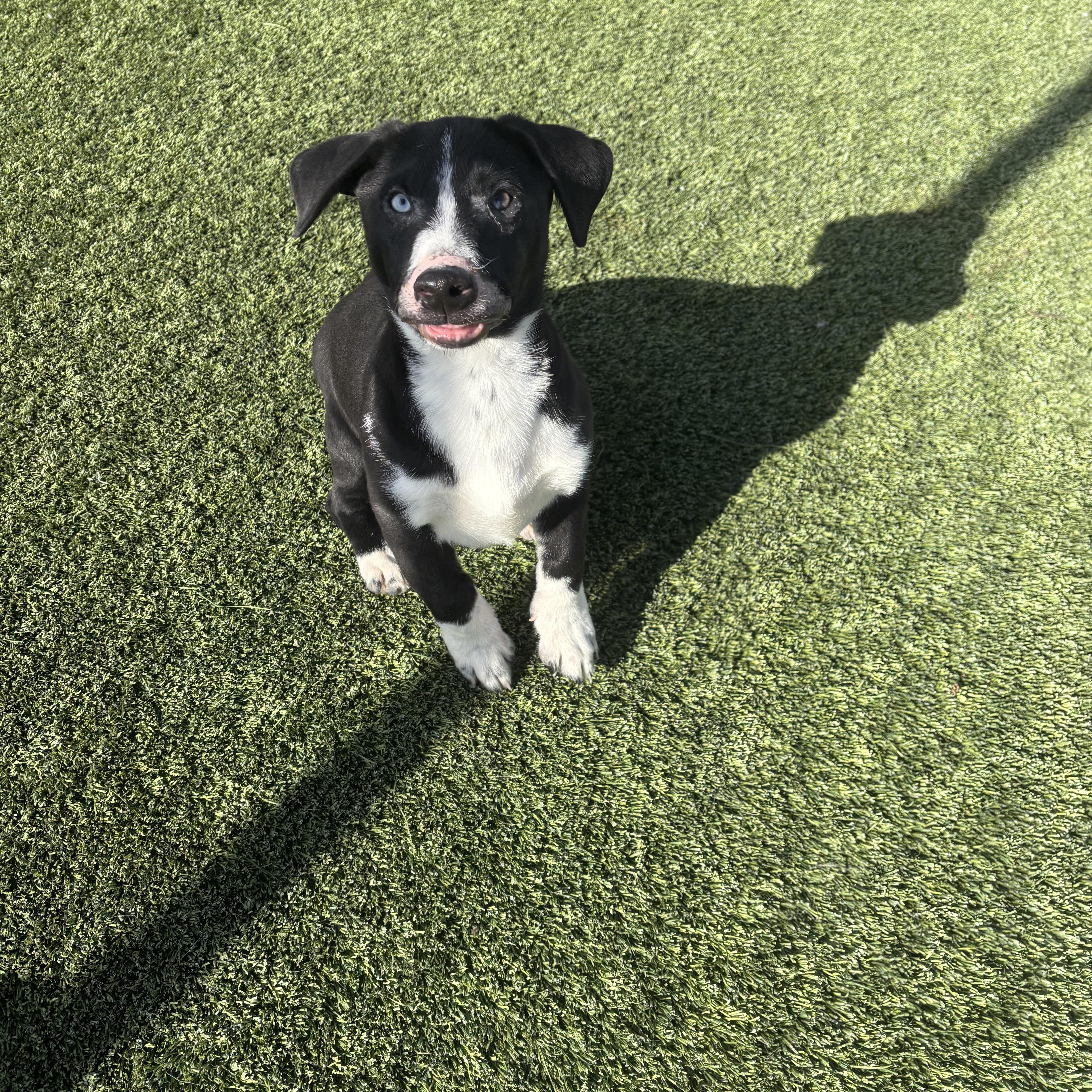 Fishlegs, Adoptable, Puppy Male Basset Hound.