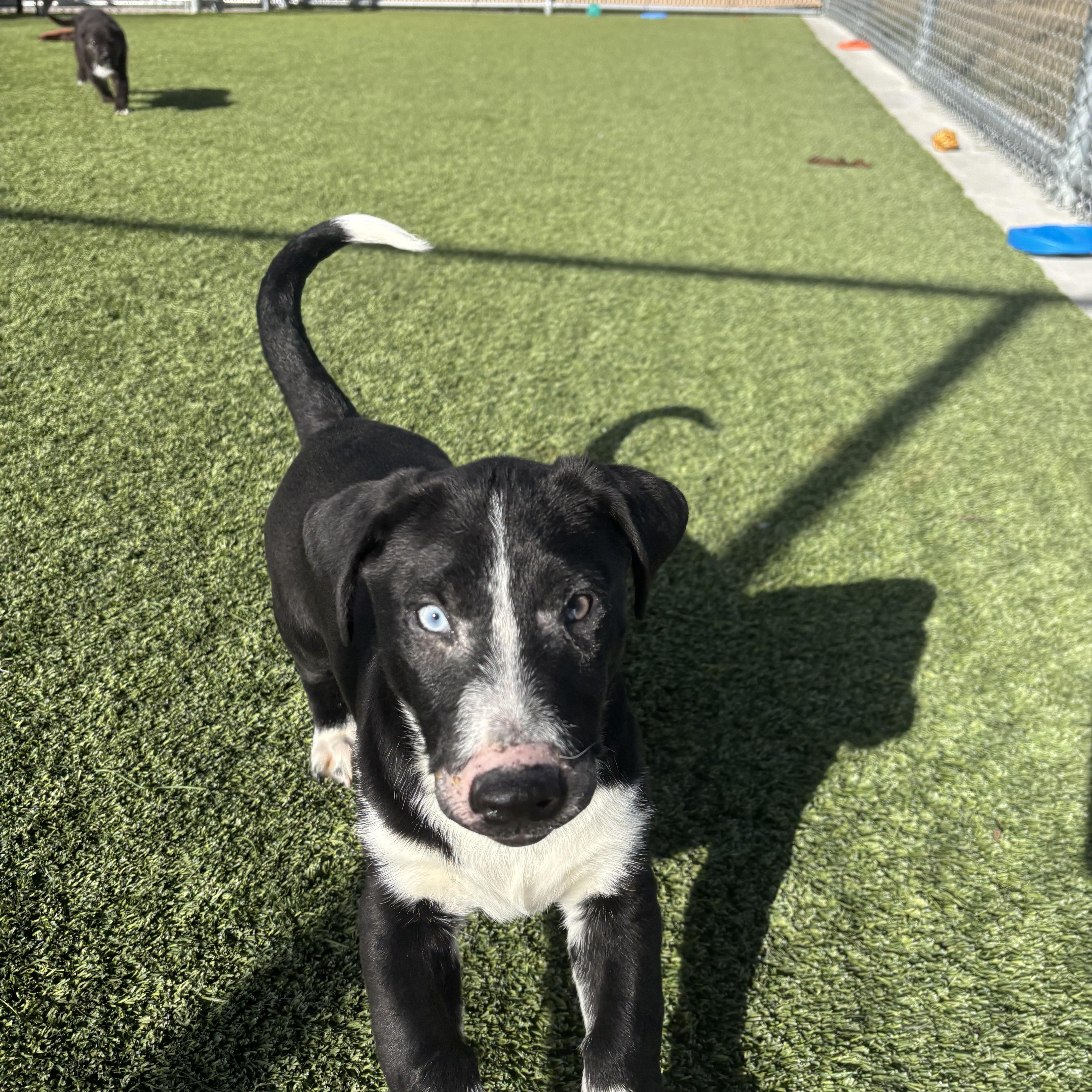 Enlarge Fishlegs, a Adoptable mixed breed in Liberty, MO image 3/4