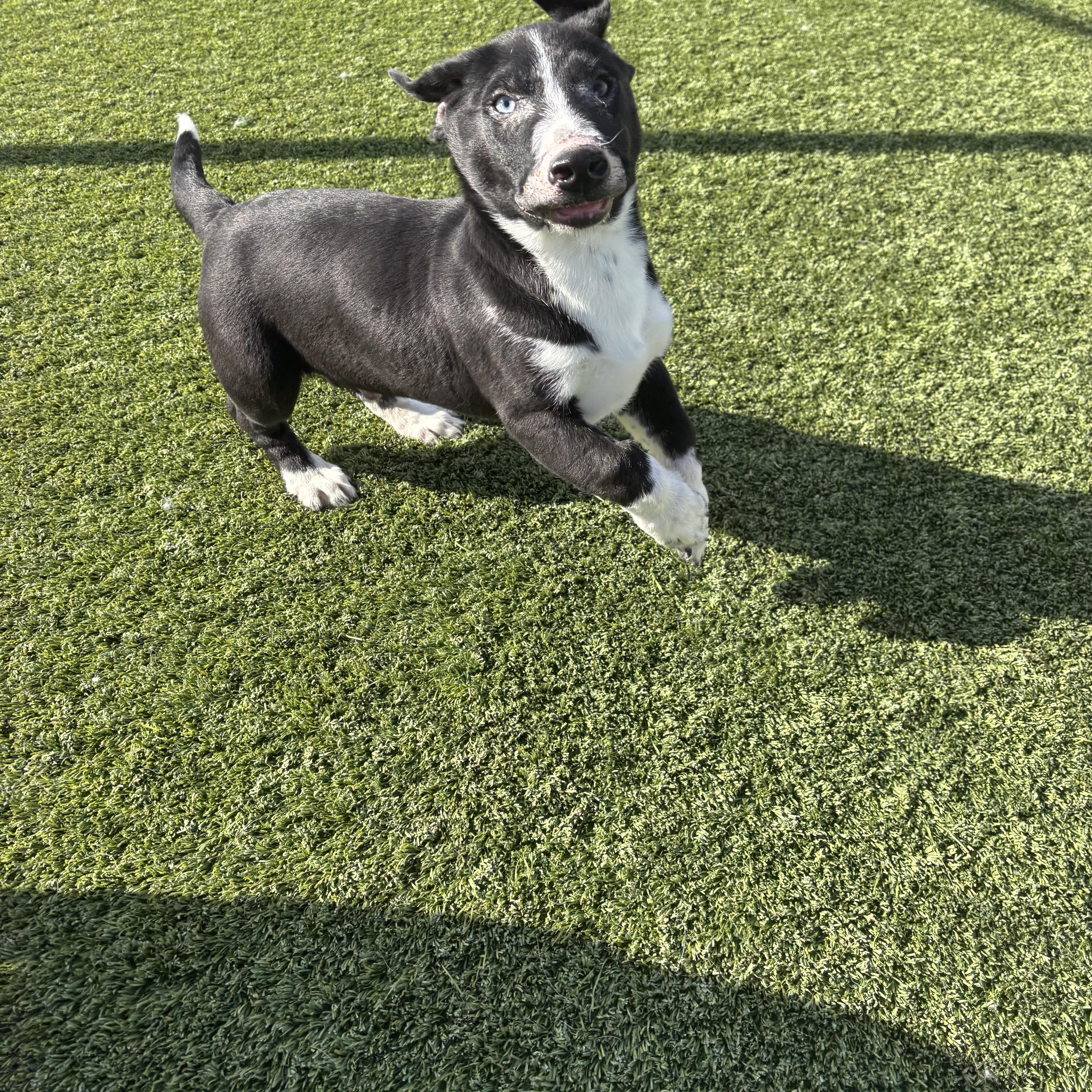 Enlarge Fishlegs, a Adoptable mixed breed in Liberty, MO image 4/4
