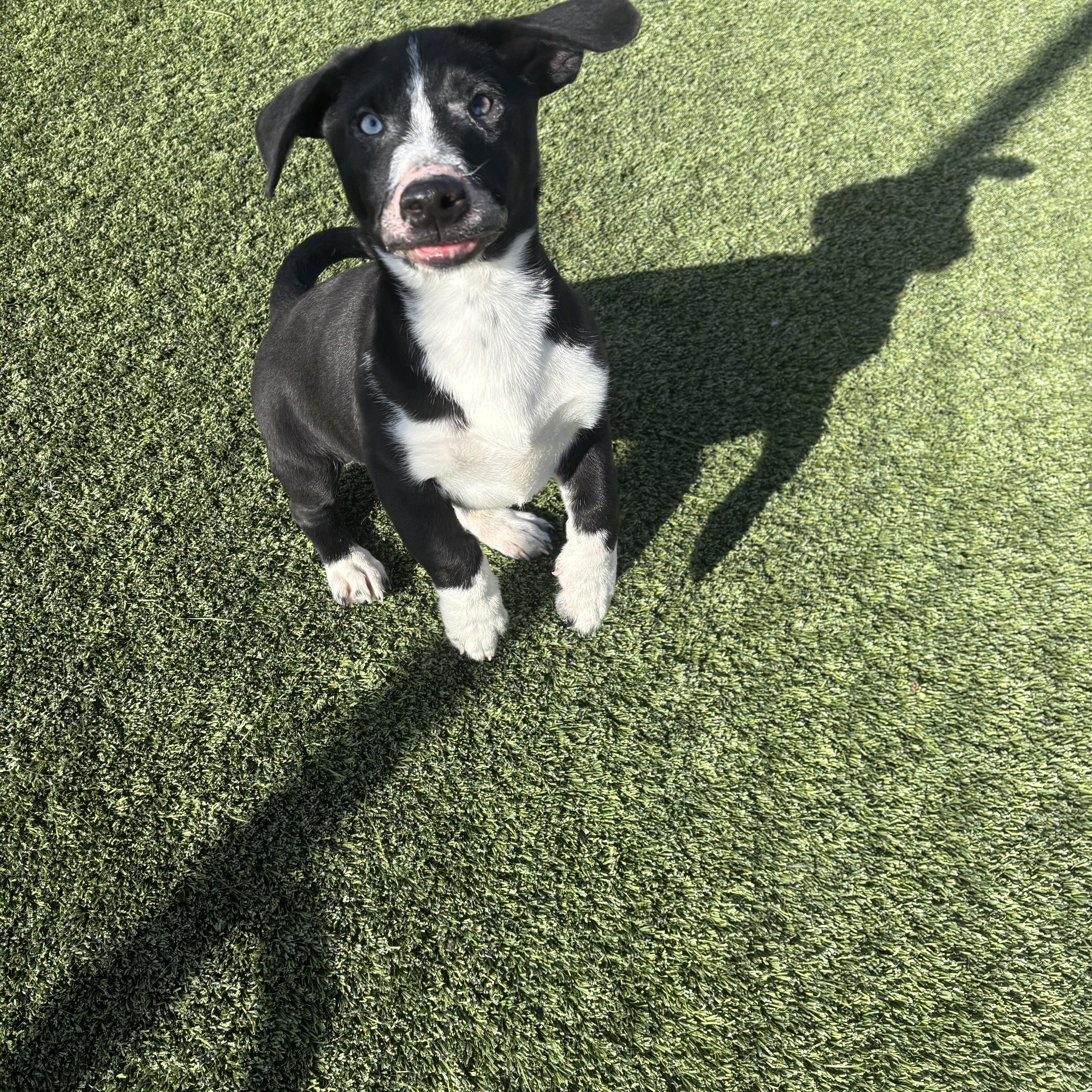 Enlarge Fishlegs, a Adoptable mixed breed in Liberty, MO image 2/4