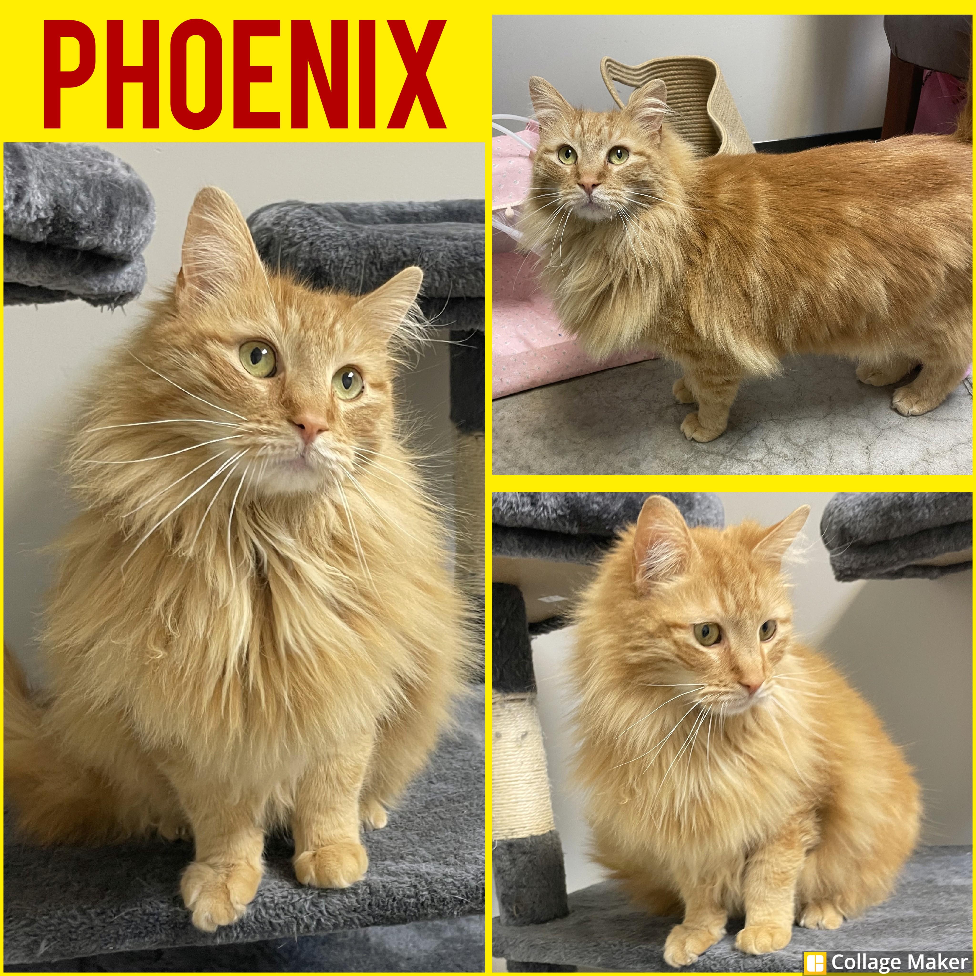 Enlarge Phoenix, a ADOPTABLE mixed breed in Clearfield, PA image 1/1