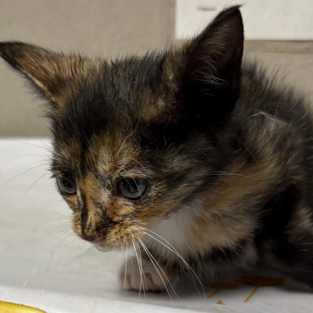 Enlarge Sali, a Adoptable Domestic Short Hair in Yuma, AZ image 1/1