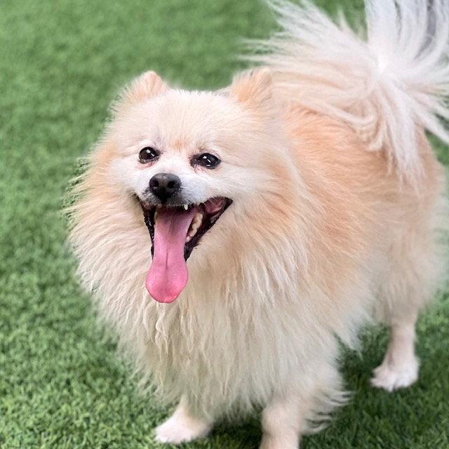 Enlarge Regis, a Adopted Pomeranian in Burlingame, CA image 1/1