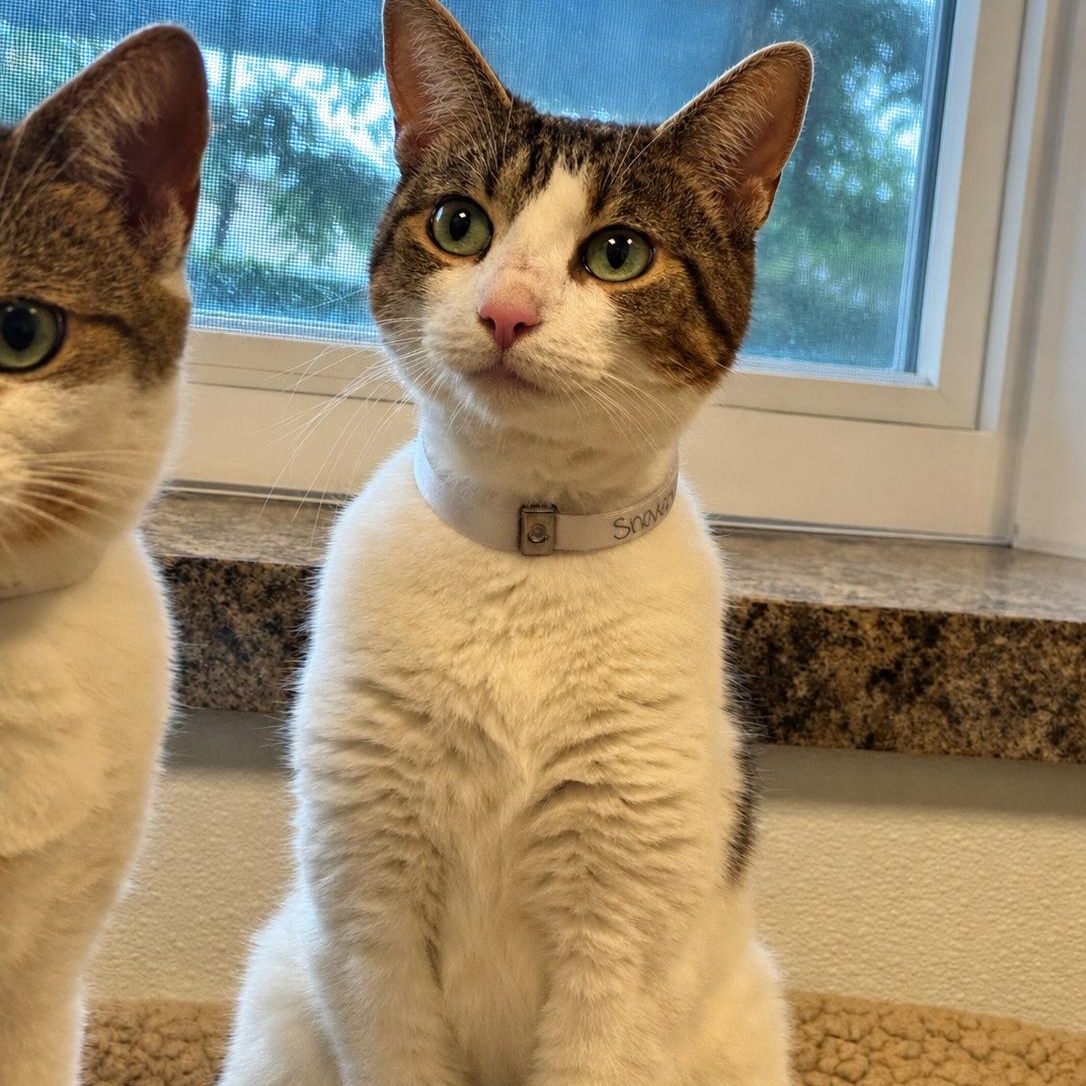 Snowball, ADOPTABLE, Adult Female Domestic Short Hair.