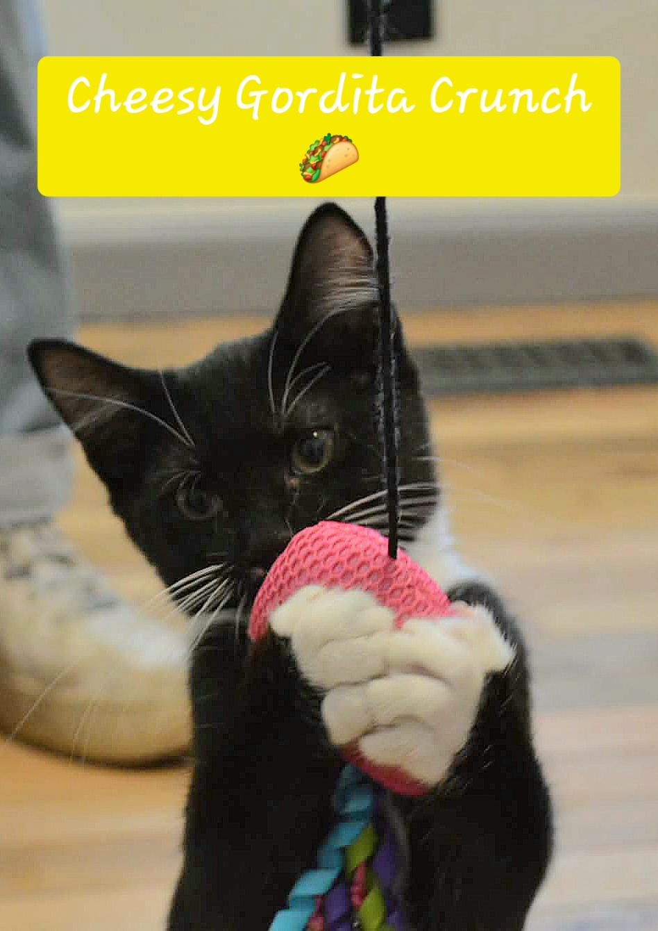 Enlarge Cheesy Gordita Crunch, a Adoptable Domestic Short Hair in Fort Oglethorpe, GA image 2/2