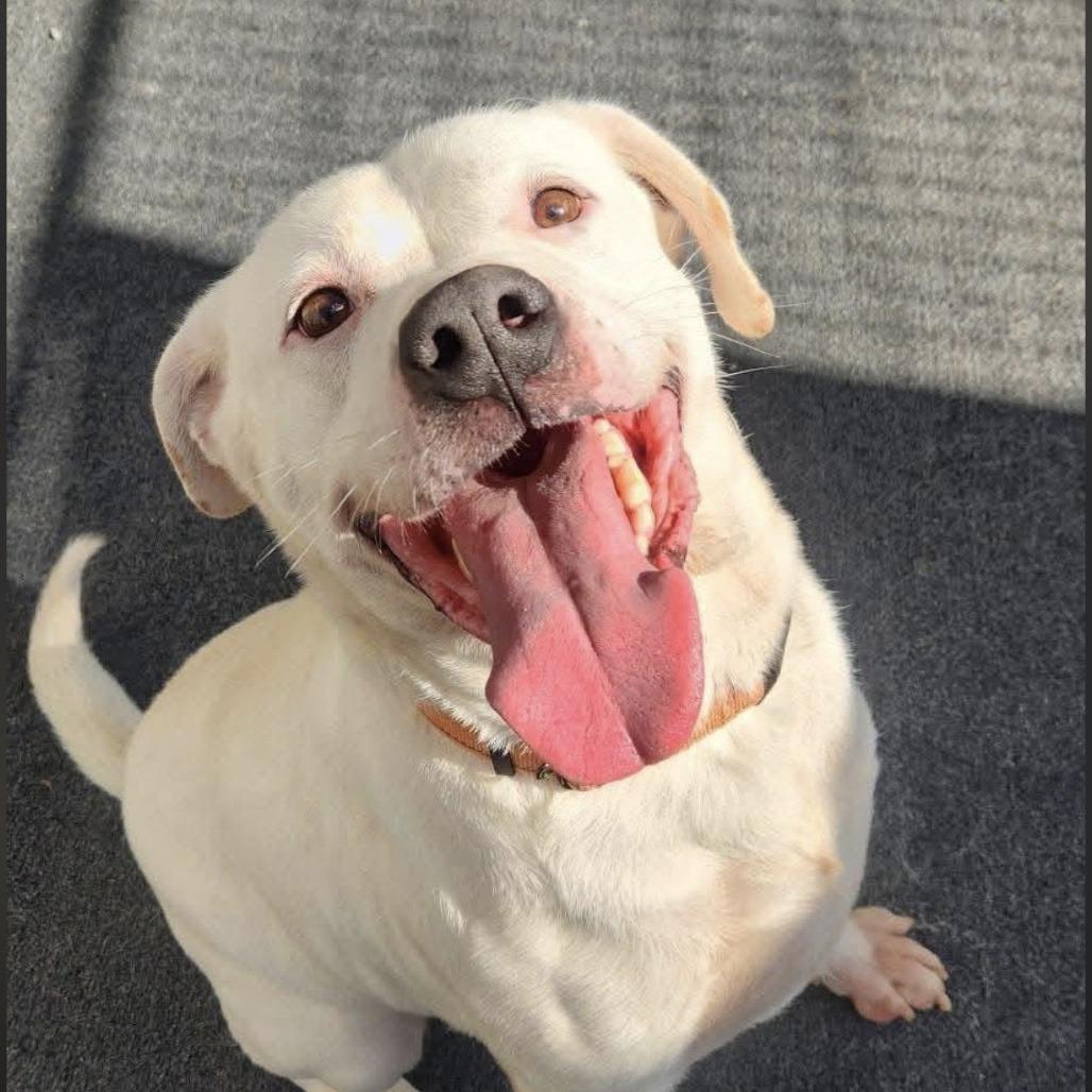 Saban, Adoptable, Senior Male Labrador Retriever & Mixed Breed.