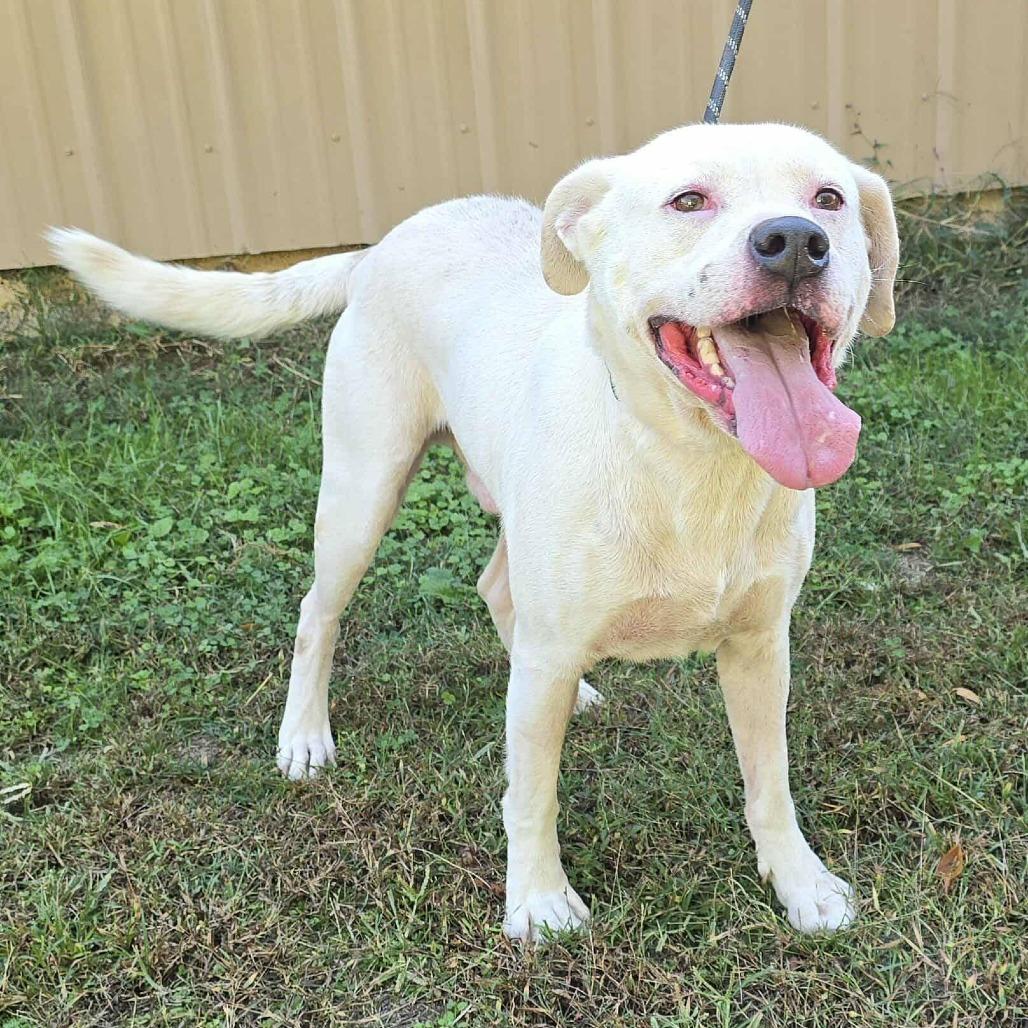 Enlarge Saban, a Adoptable mixed breed in Cleveland, TN image 2/3