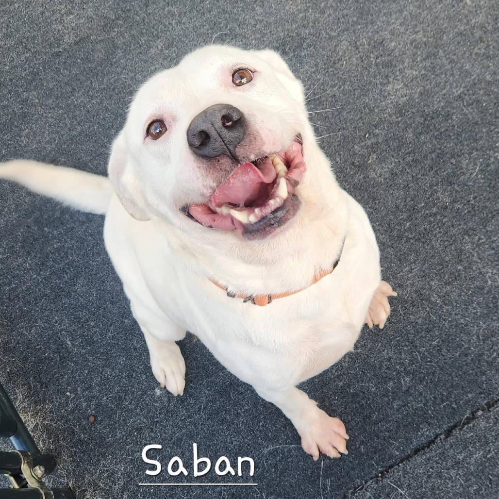 Enlarge Saban, a Adoptable mixed breed in Cleveland, TN image 3/3