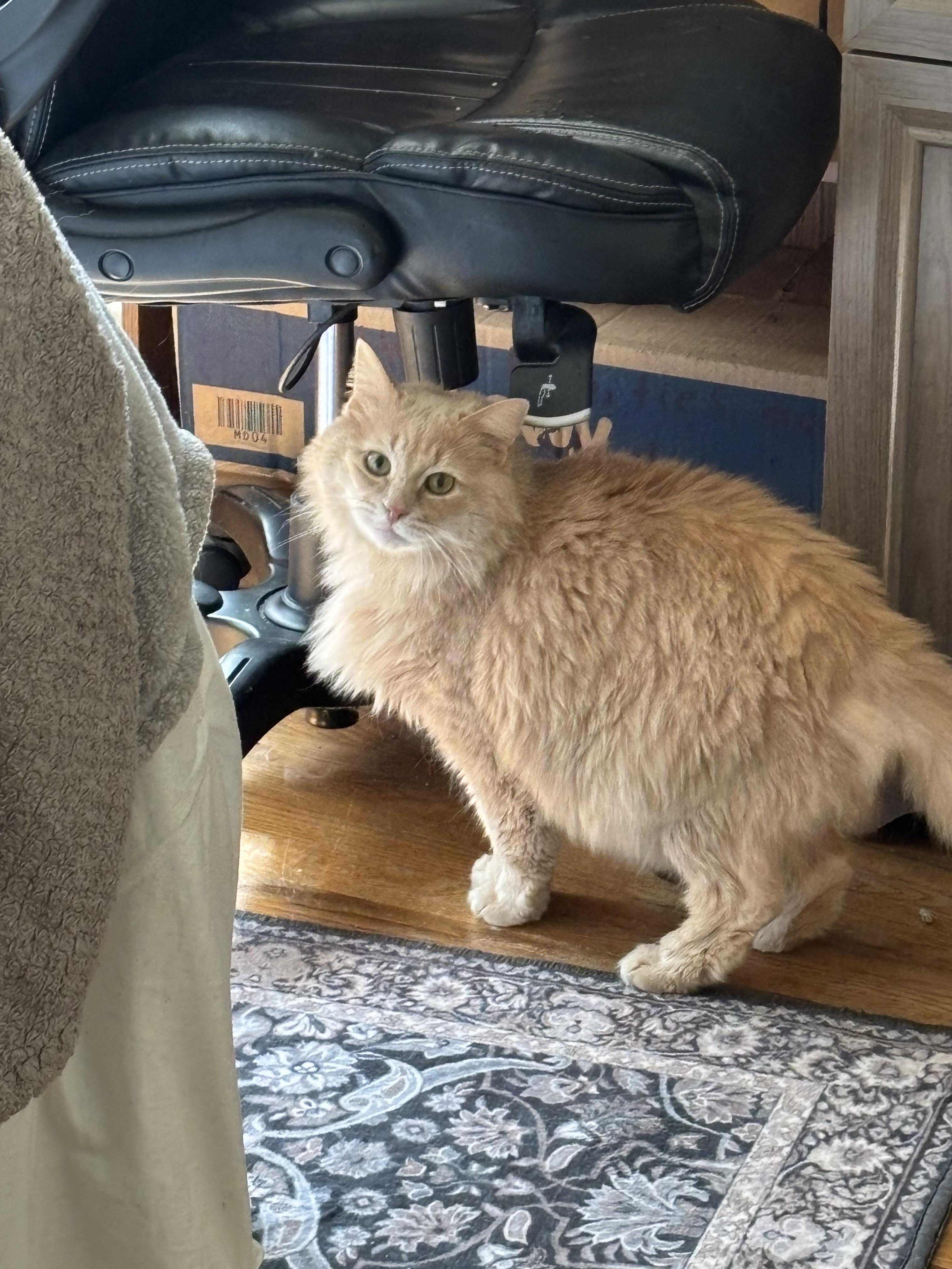 Butters, Adoptable, Adult Male Domestic Medium Hair.