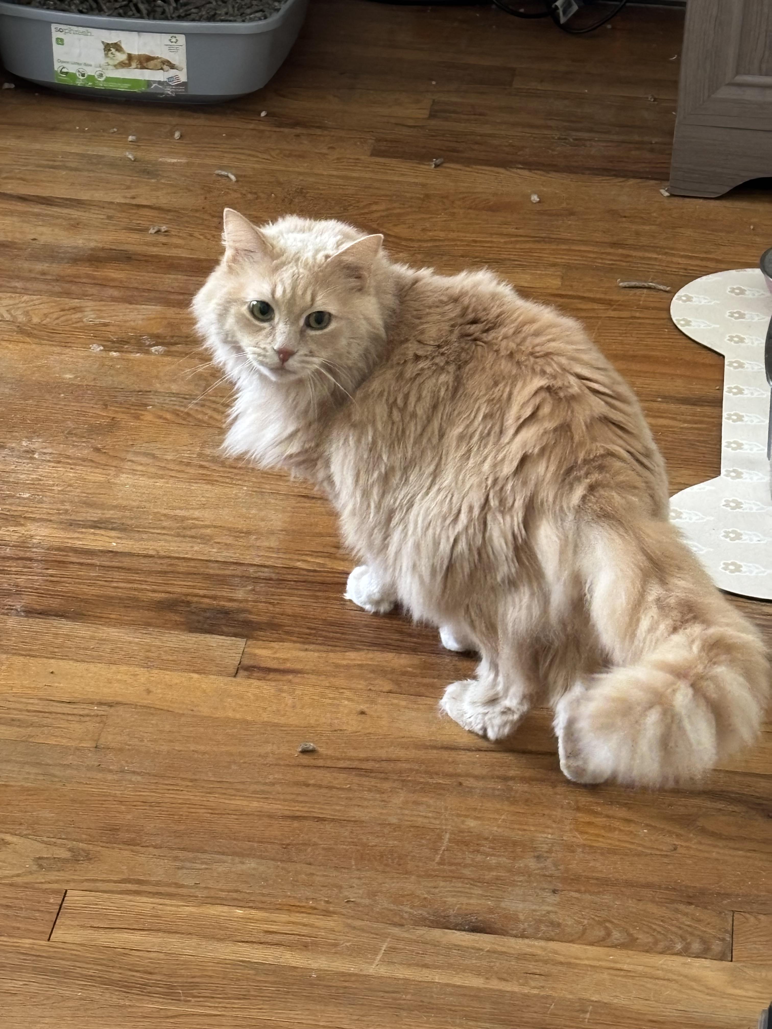 Enlarge Butters, a Adoptable mixed breed in Bethel Park, PA image 2/3