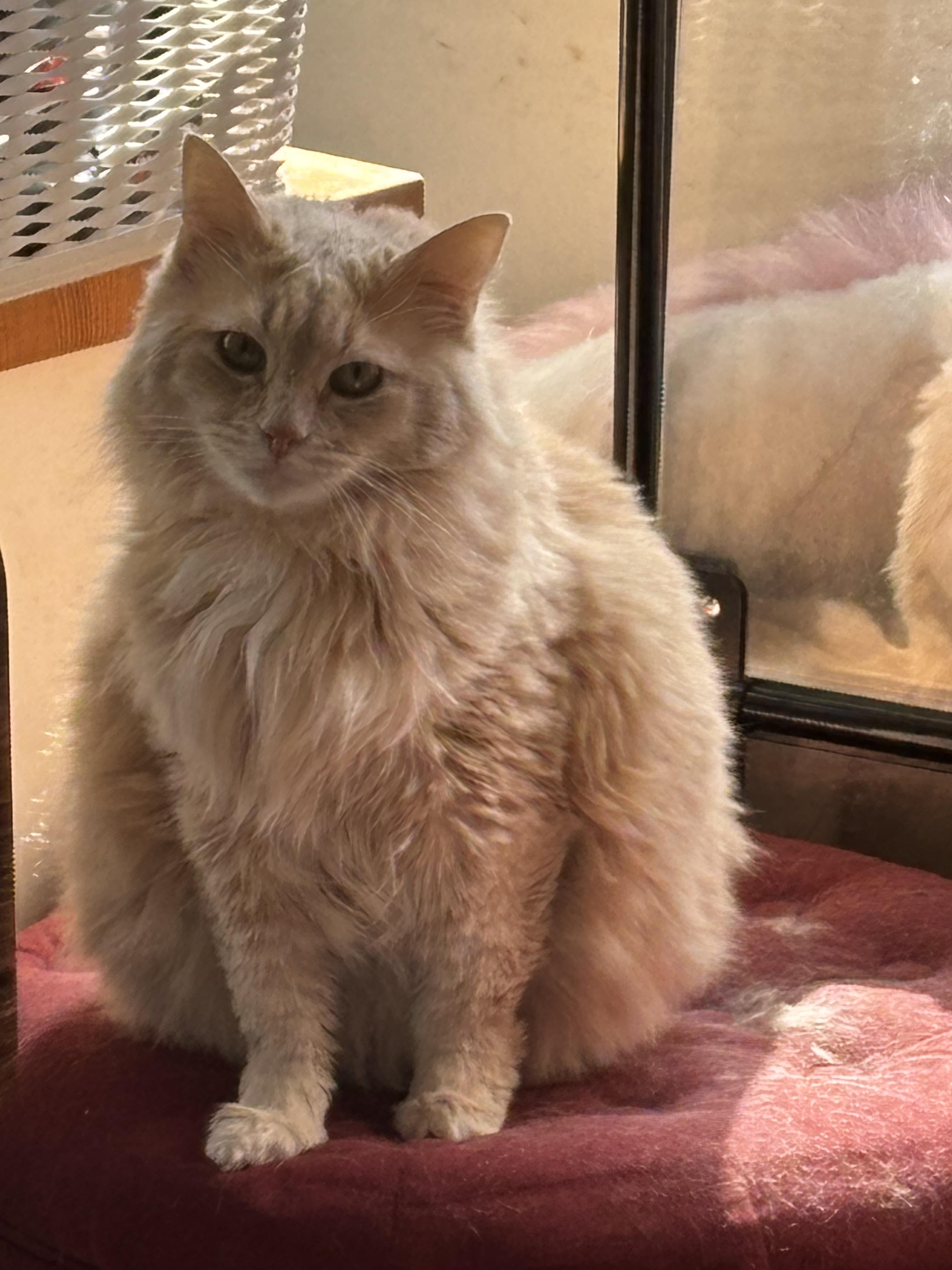 Enlarge Butters, a Adoptable mixed breed in Bethel Park, PA image 3/3