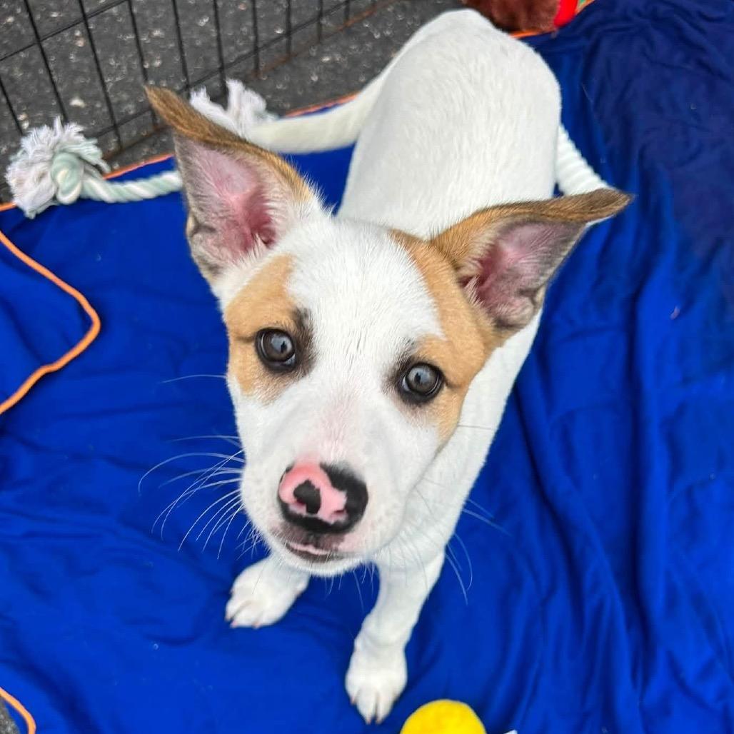 CT Rocket avail Sep 5 (Quarry Campground- Tolland, CT), a Adoptable mixed breed in Stormville, NY image 2/4
