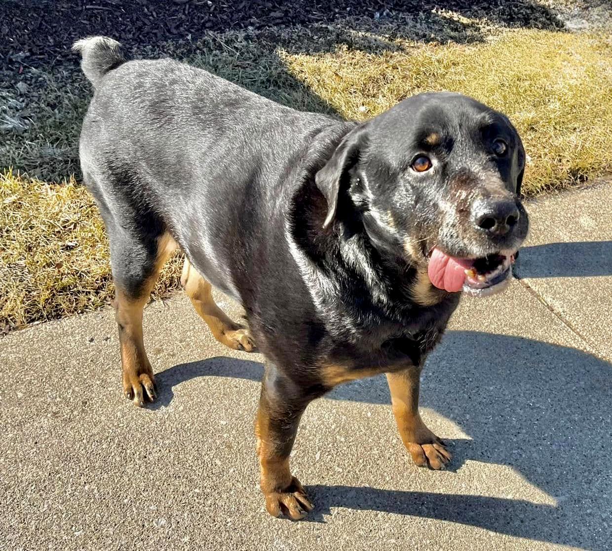 Rags Needs A Forever thumbnail 2