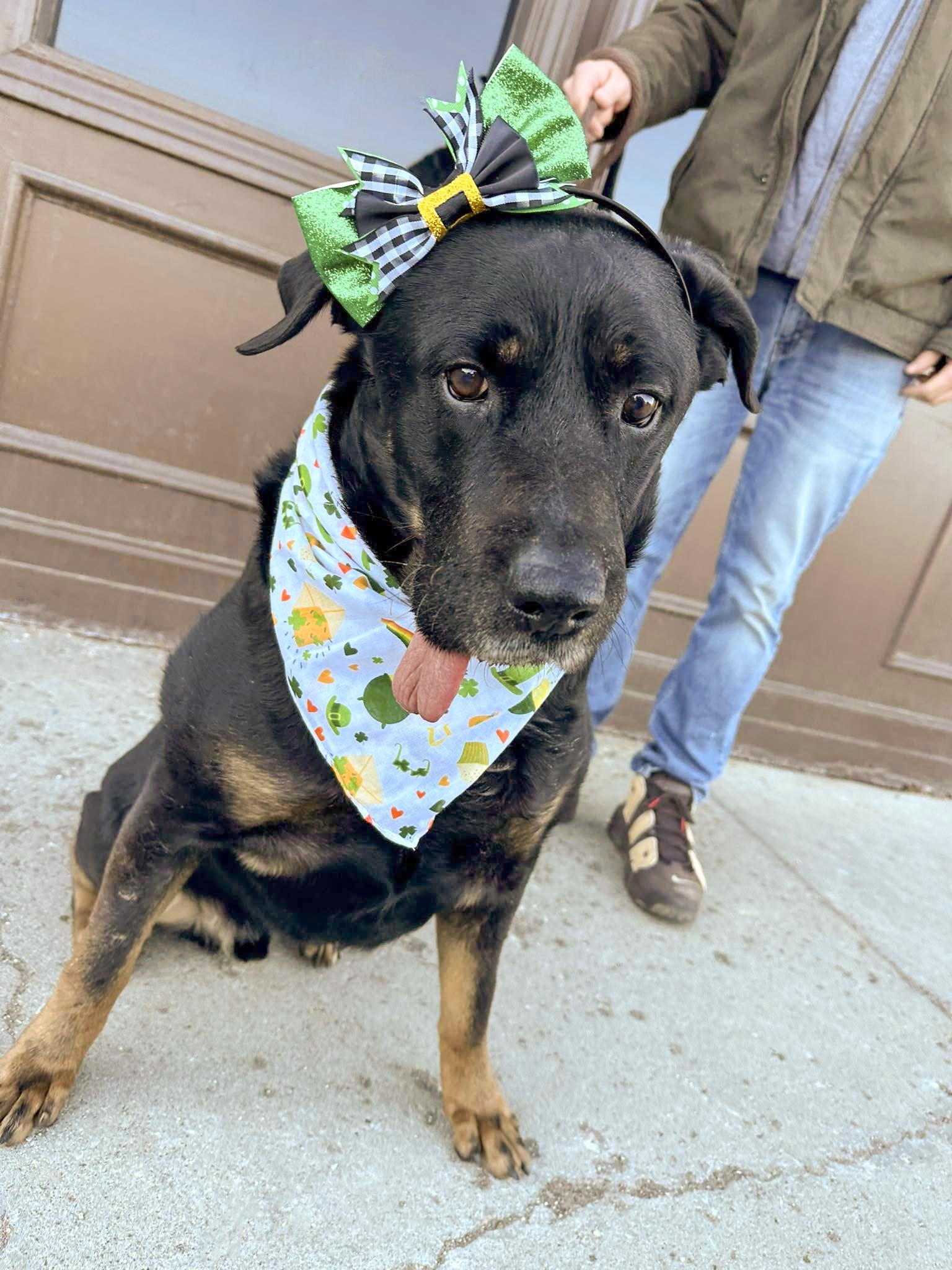 Rags Needs A Forever thumbnail 5