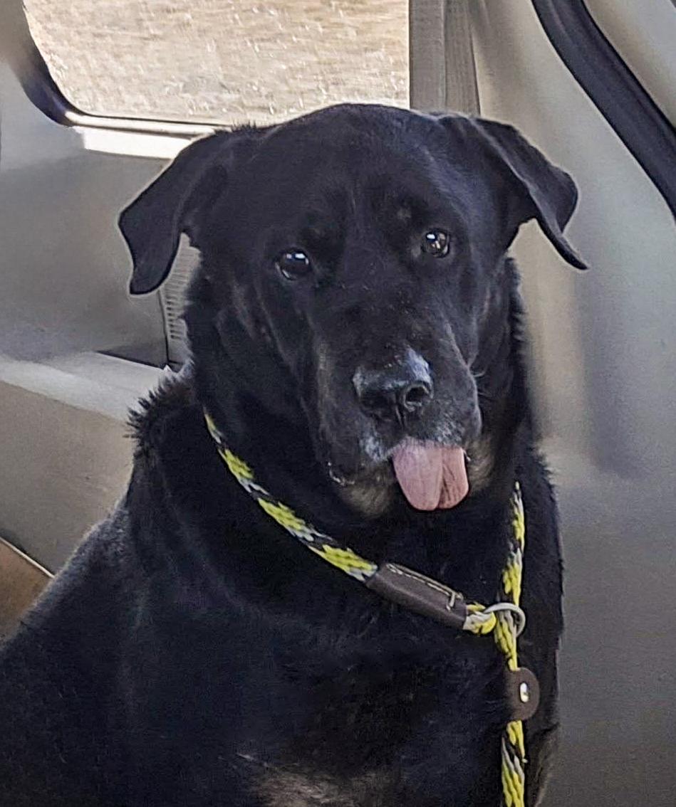 Rags Needs A Forever thumbnail 6