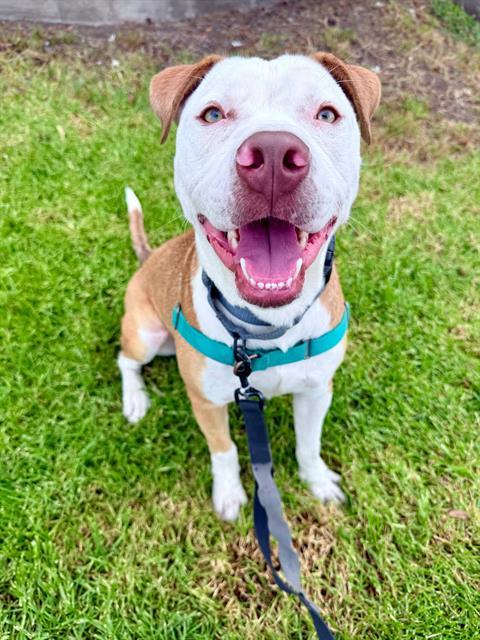 Enlarge VALENTINO, a Adoptable Pit Bull Terrier in Chula Vista, CA image 1/1
