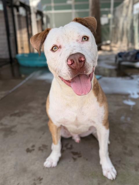 VALENTINO, Adoptable, Young Male Pit Bull Terrier.