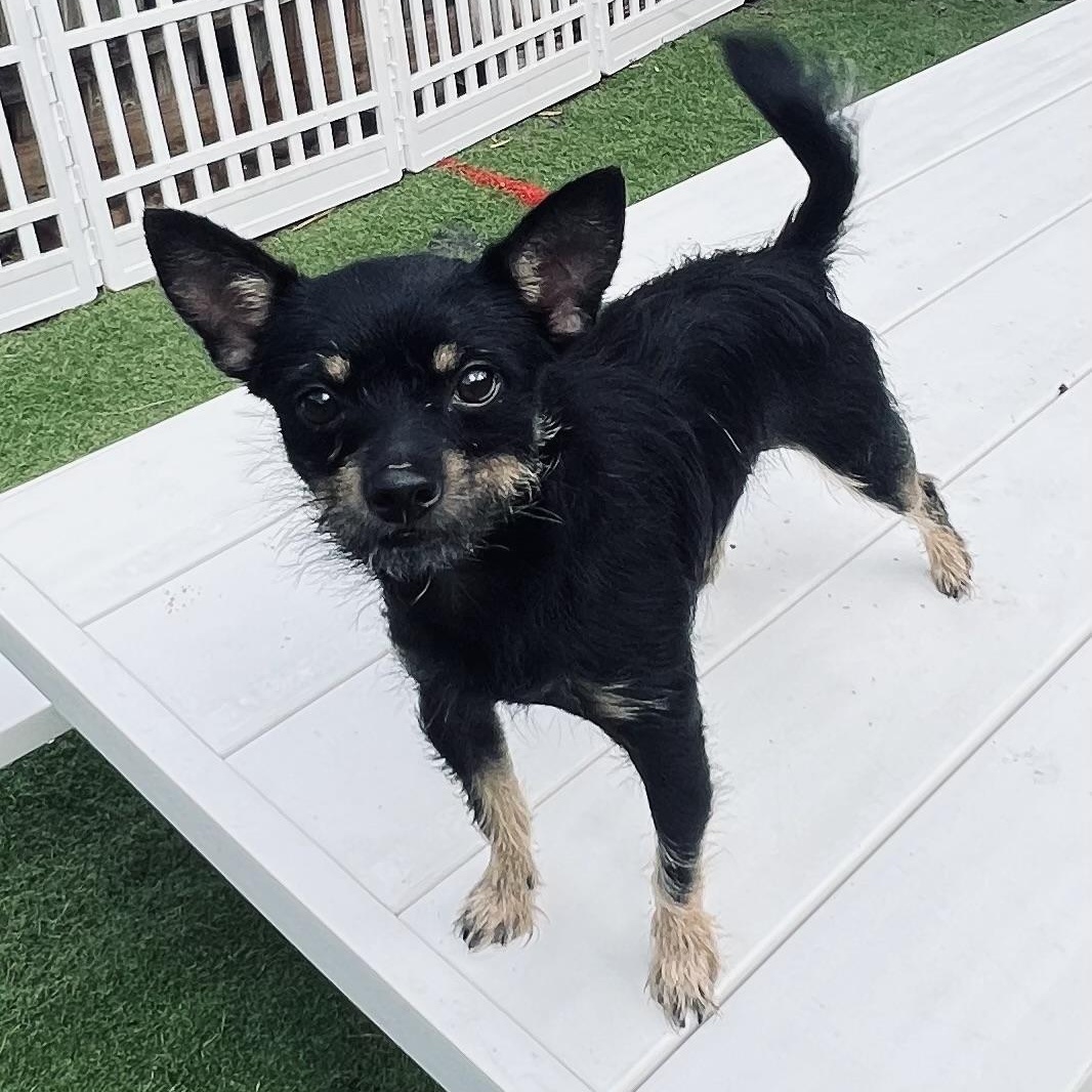 Chito, a ADOPTABLE mixed breed in Fort Myers, FL image 2/6