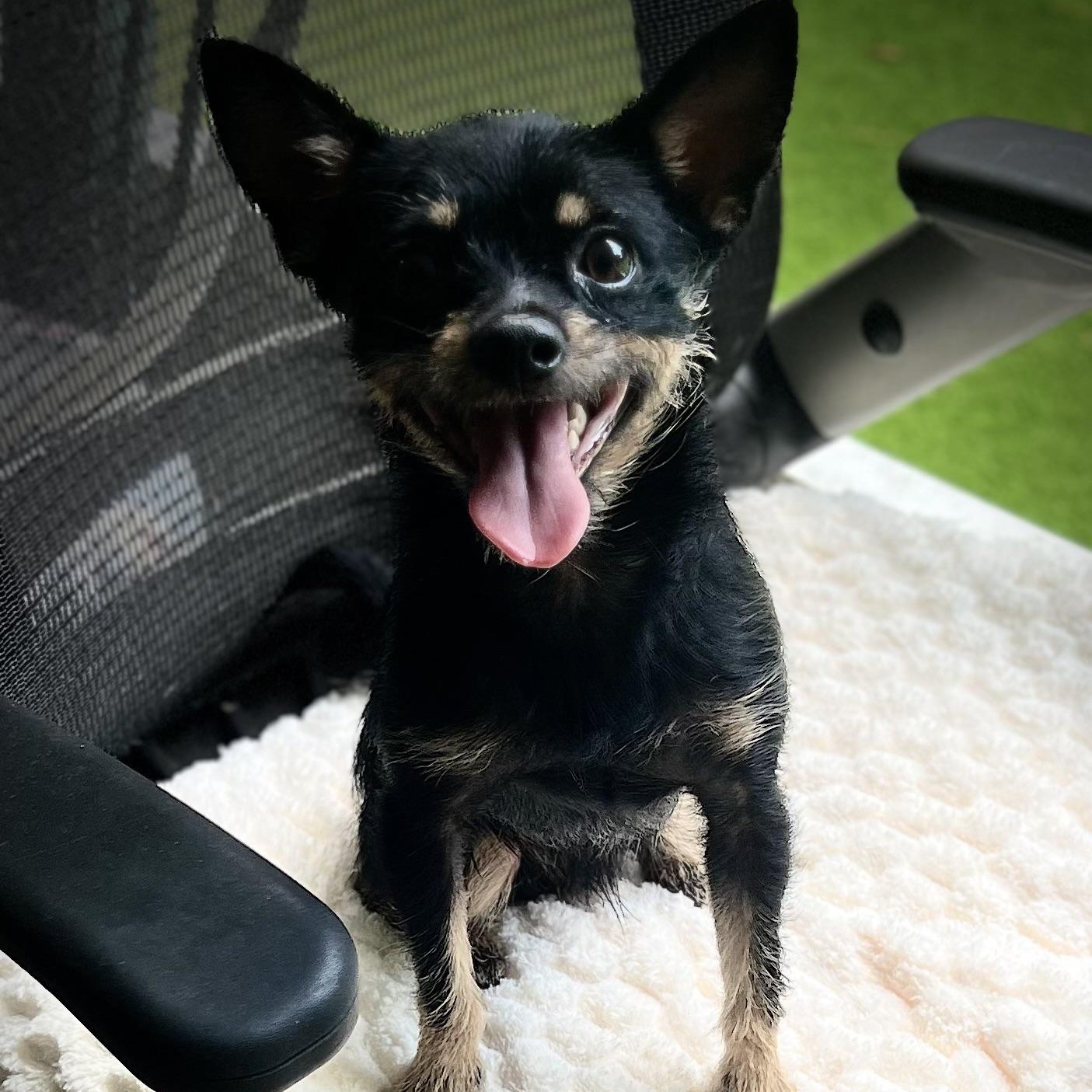 Chito, ADOPTABLE, Young Male Terrier.
