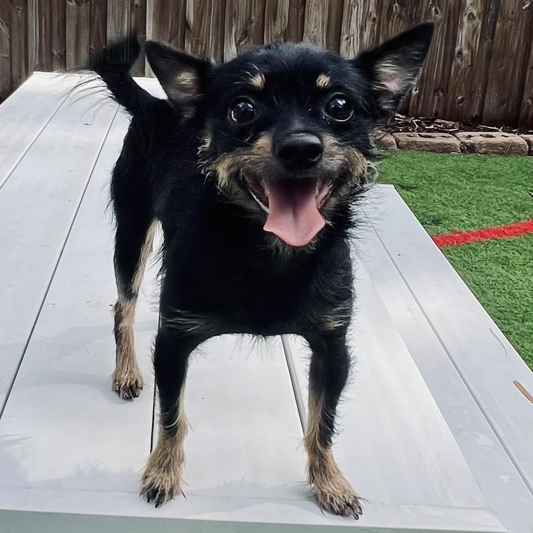Chito, a ADOPTABLE mixed breed in Fort Myers, FL image 5/6