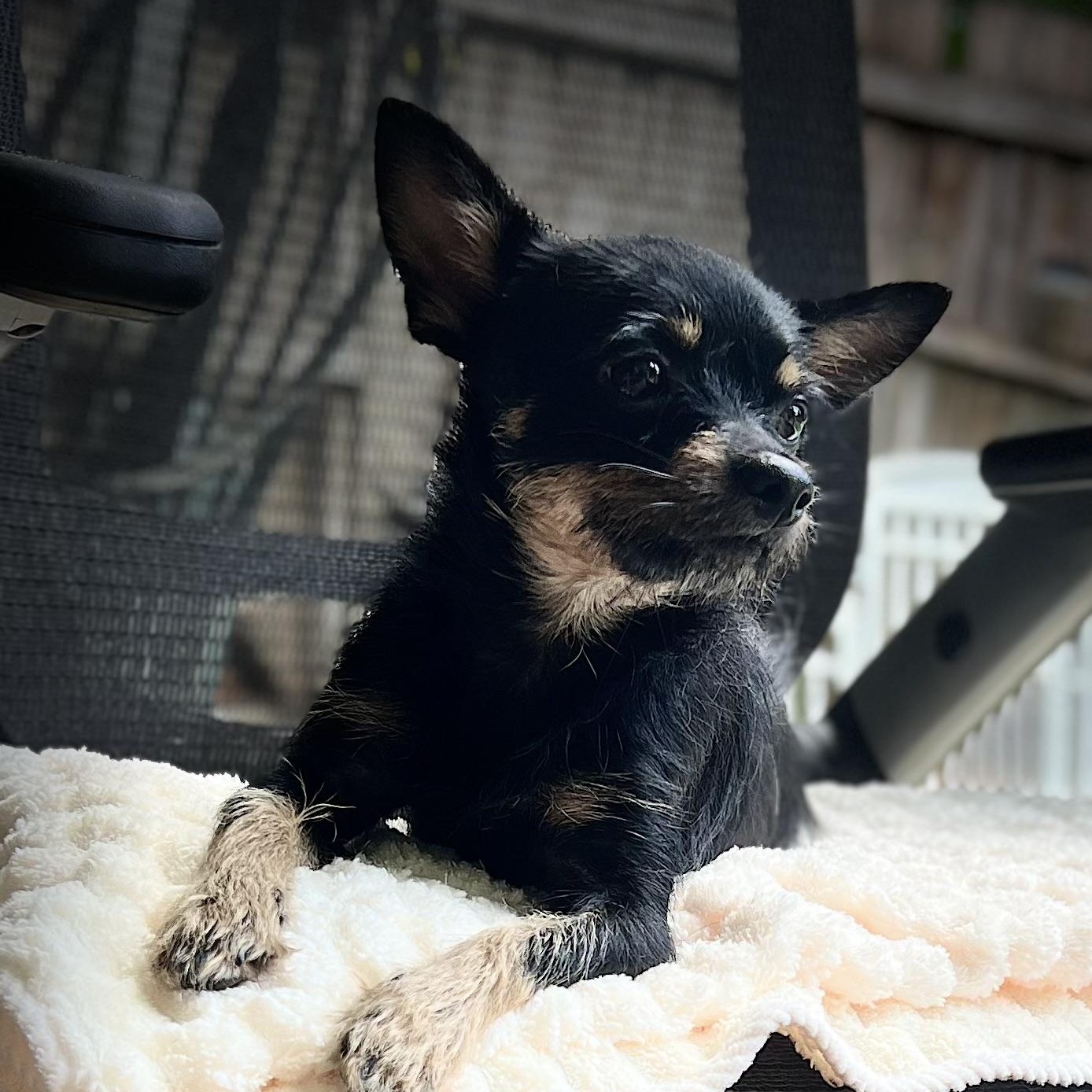 Chito, a ADOPTABLE mixed breed in Fort Myers, FL image 6/6