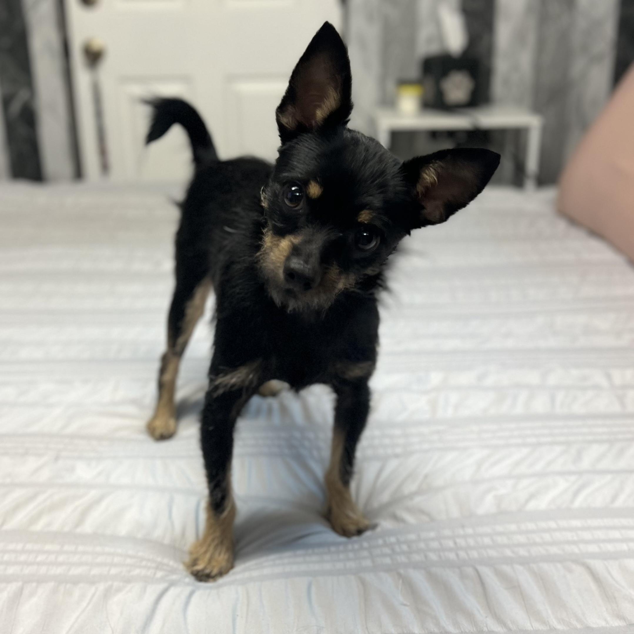 Chito, a ADOPTABLE mixed breed in Fort Myers, FL image 4/6