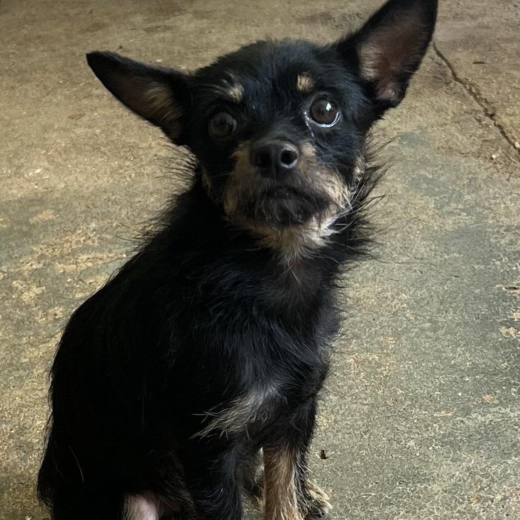 Chito, a ADOPTABLE mixed breed in Fort Myers, FL image 3/6