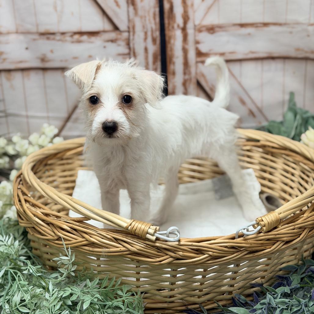 Cinderella, Adoptable, Puppy Female Mixed Breed.