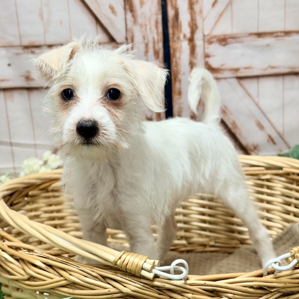 Enlarge Cinderella, a Adoptable Mixed Breed in Pacific Grove, CA image 2/4