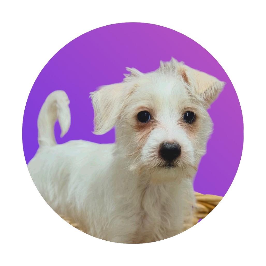 Enlarge Cinderella, a Adoptable Mixed Breed in Pacific Grove, CA image 3/4