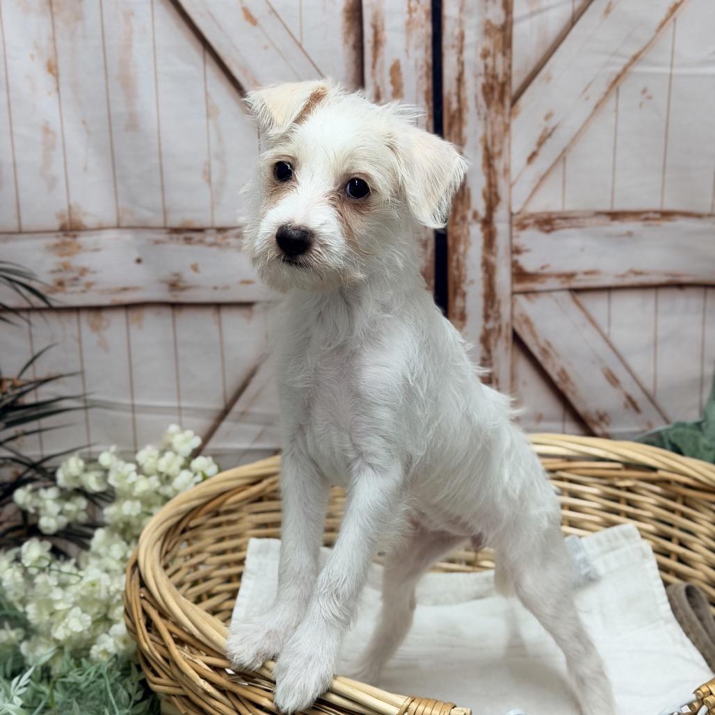 Enlarge Cinderella, a Adoptable Mixed Breed in Pacific Grove, CA image 4/4