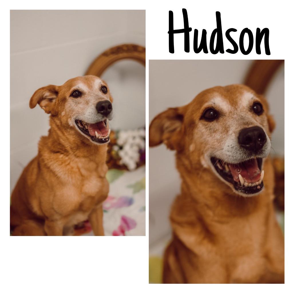 Enlarge Hudson, a Adoptable mixed breed in Pierceton, IN image 1/6