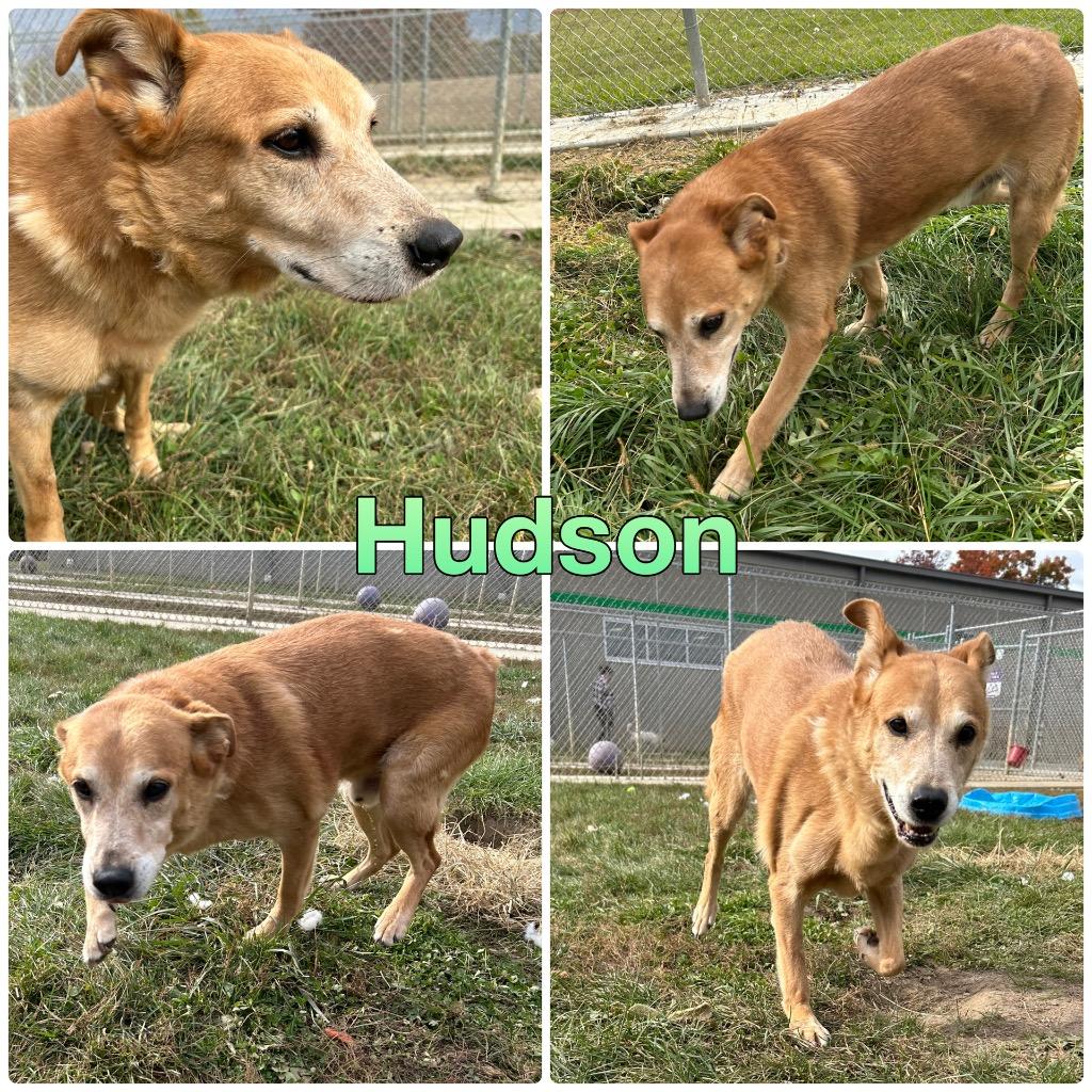 Hudson, Adoptable, Senior Male Golden Retriever & German Shepherd Dog.